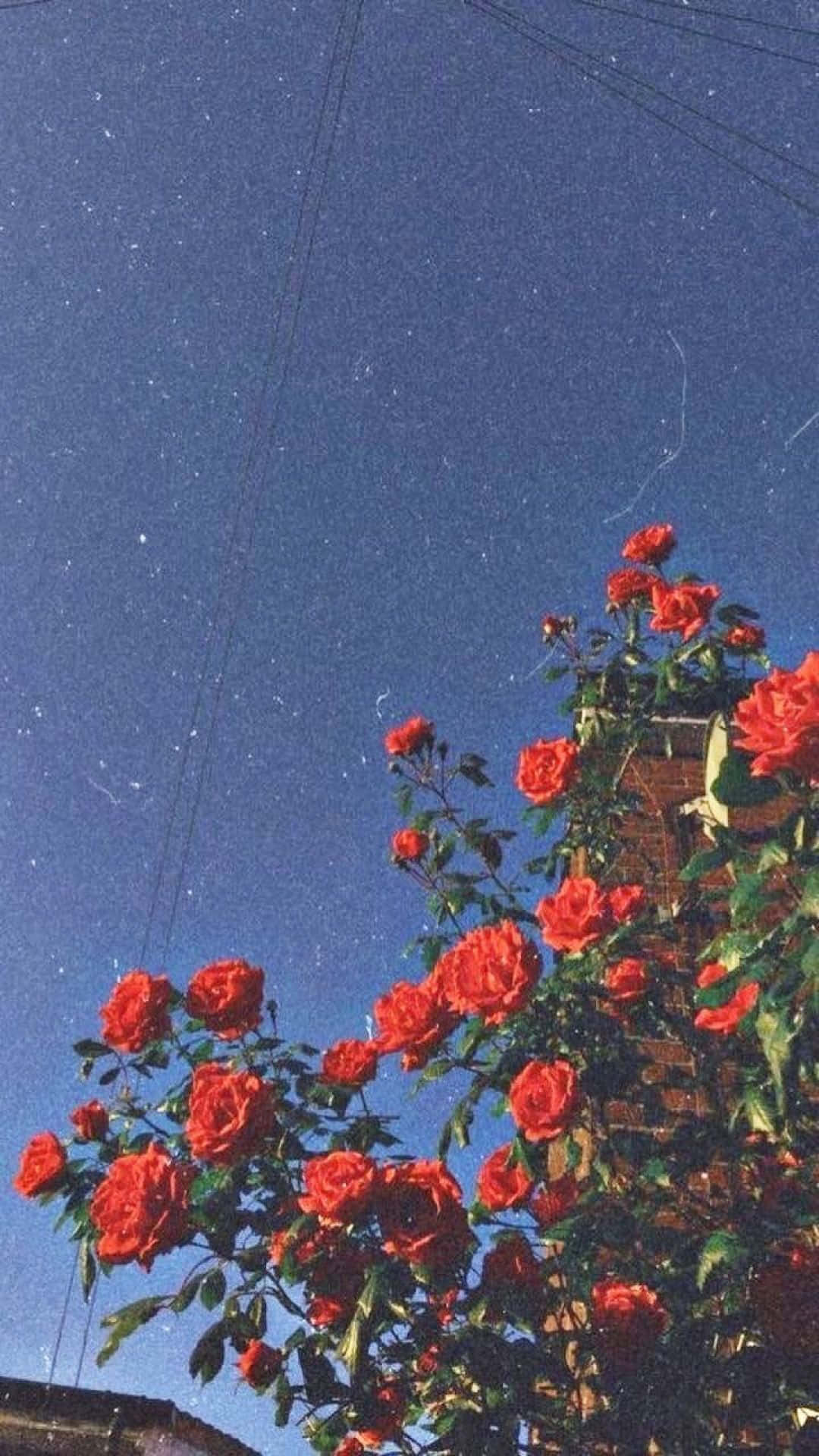 Bucură-te de culorile vibrante și de vibe-ul retro estetic! Fundal