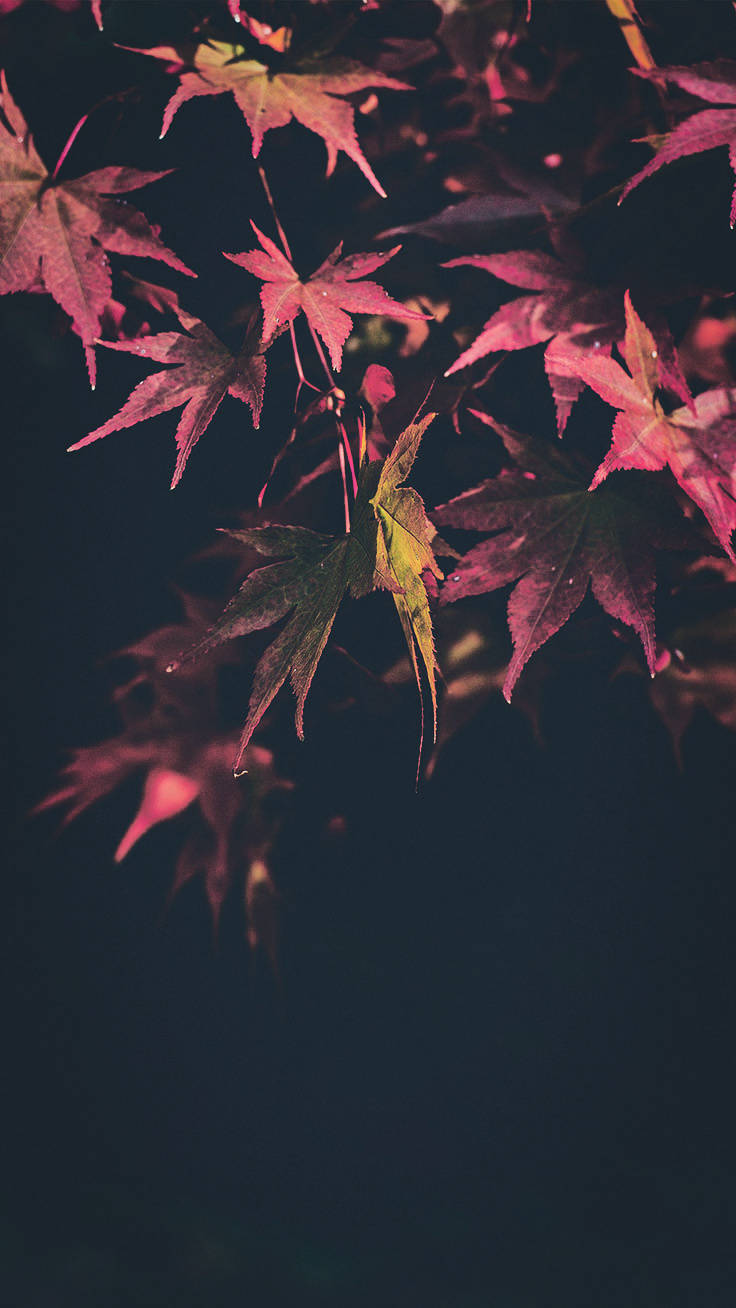 Bucură-te de Culorile Toamnei cu acest Wallpaper pentru iPhone X Fundal