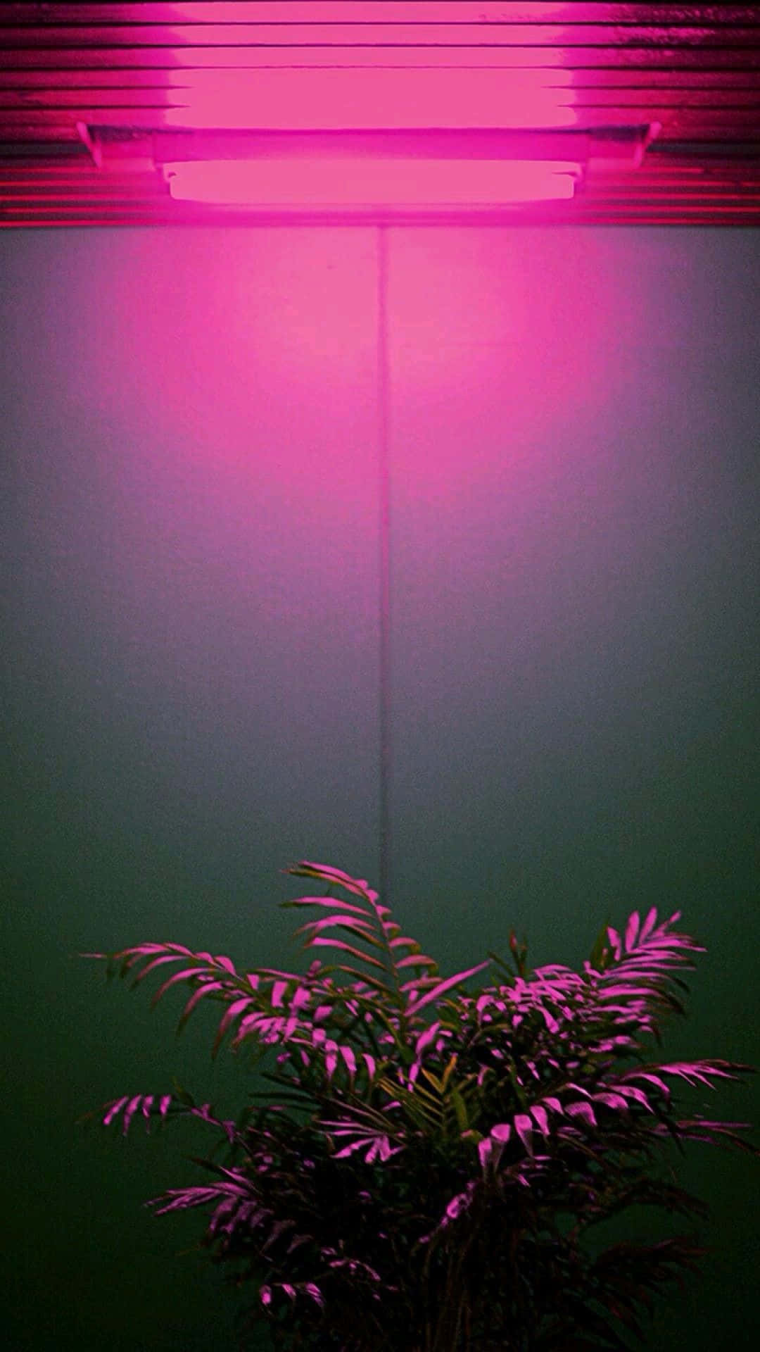 Bucură-te de farmecul esteticii neon! Fundal