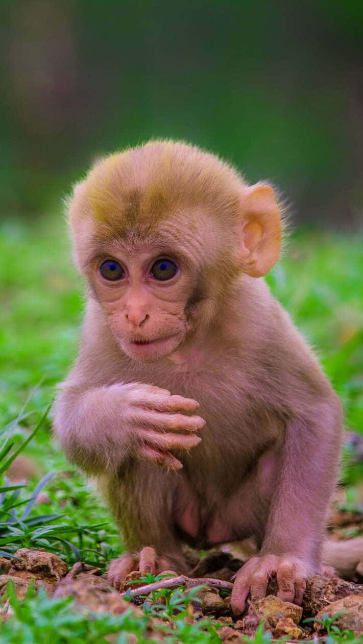 Bucură-te de farmecul acestei maimuțe adorabile Fundal