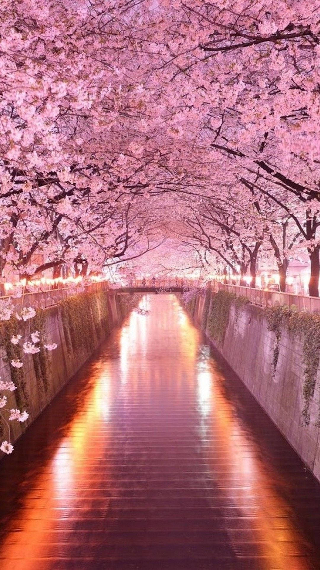 Bucură-te de sakura japonezi sub arcada pe iPhone-ul tău Fundal