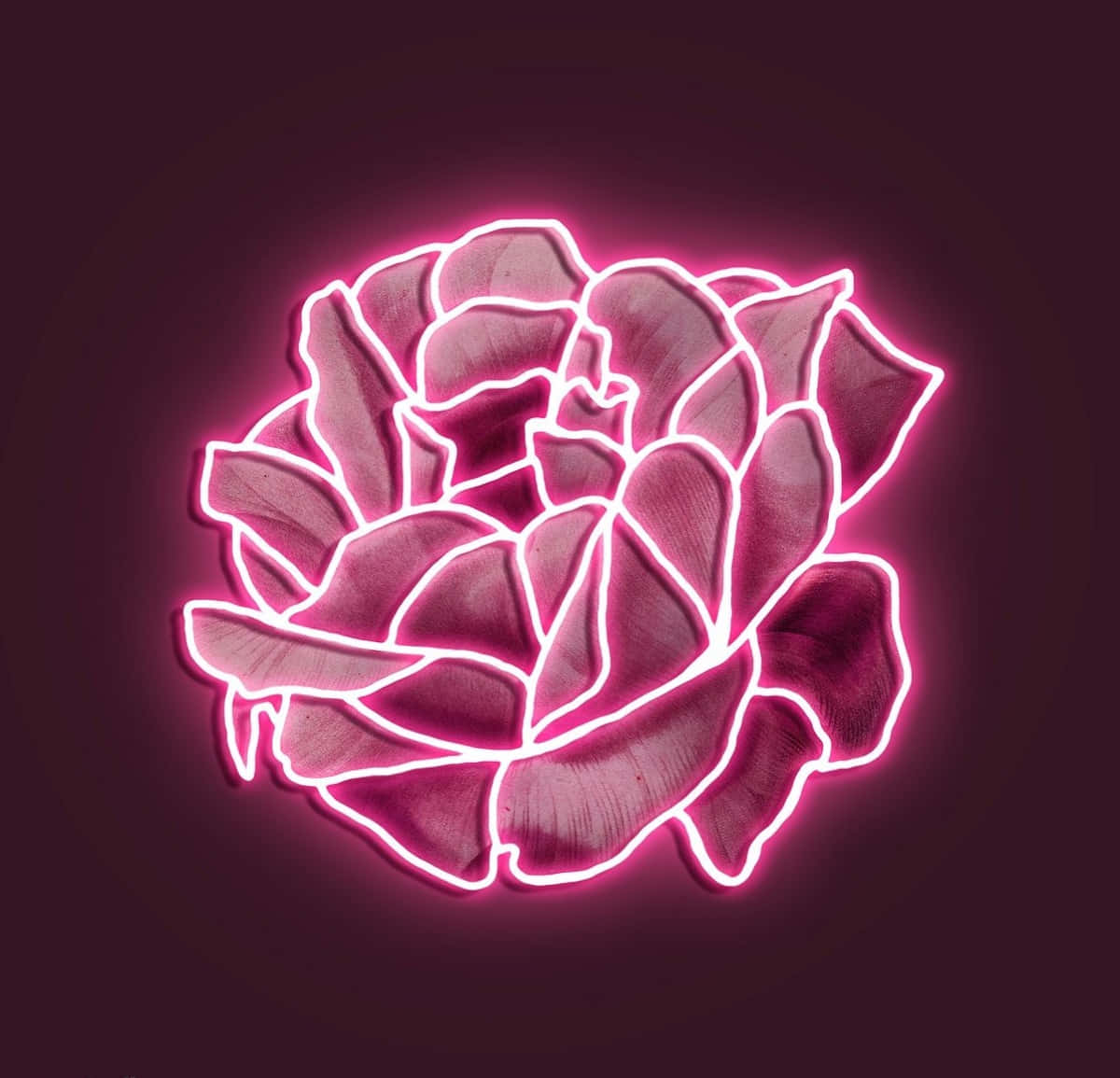 Bucură-te de vibrațiile luminoase ale neonului roz💗 Fundal