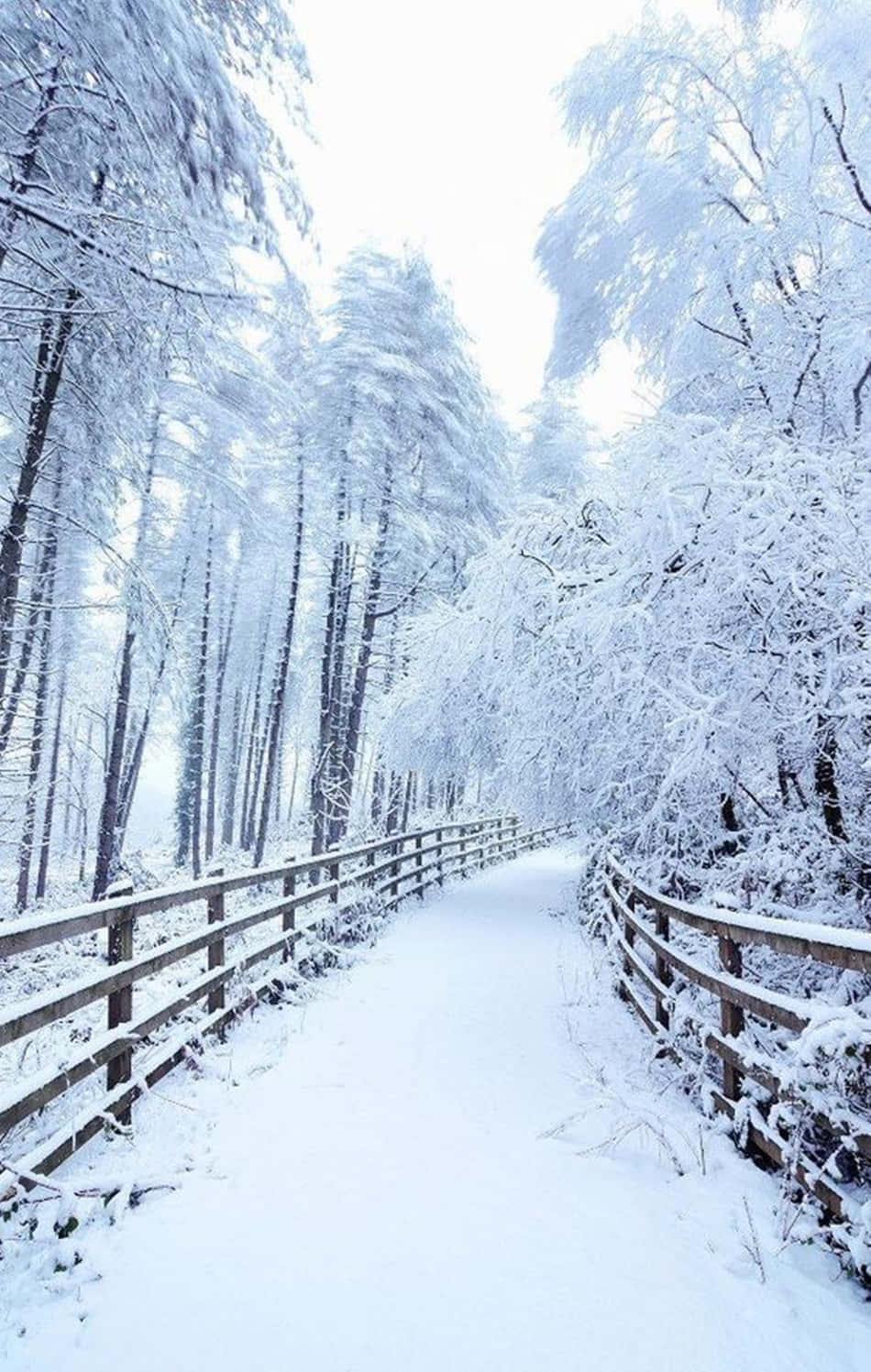 Bucură-te de zăpada crocantă în timp ce campiezi cu Snow iPhone-ul tău Fundal