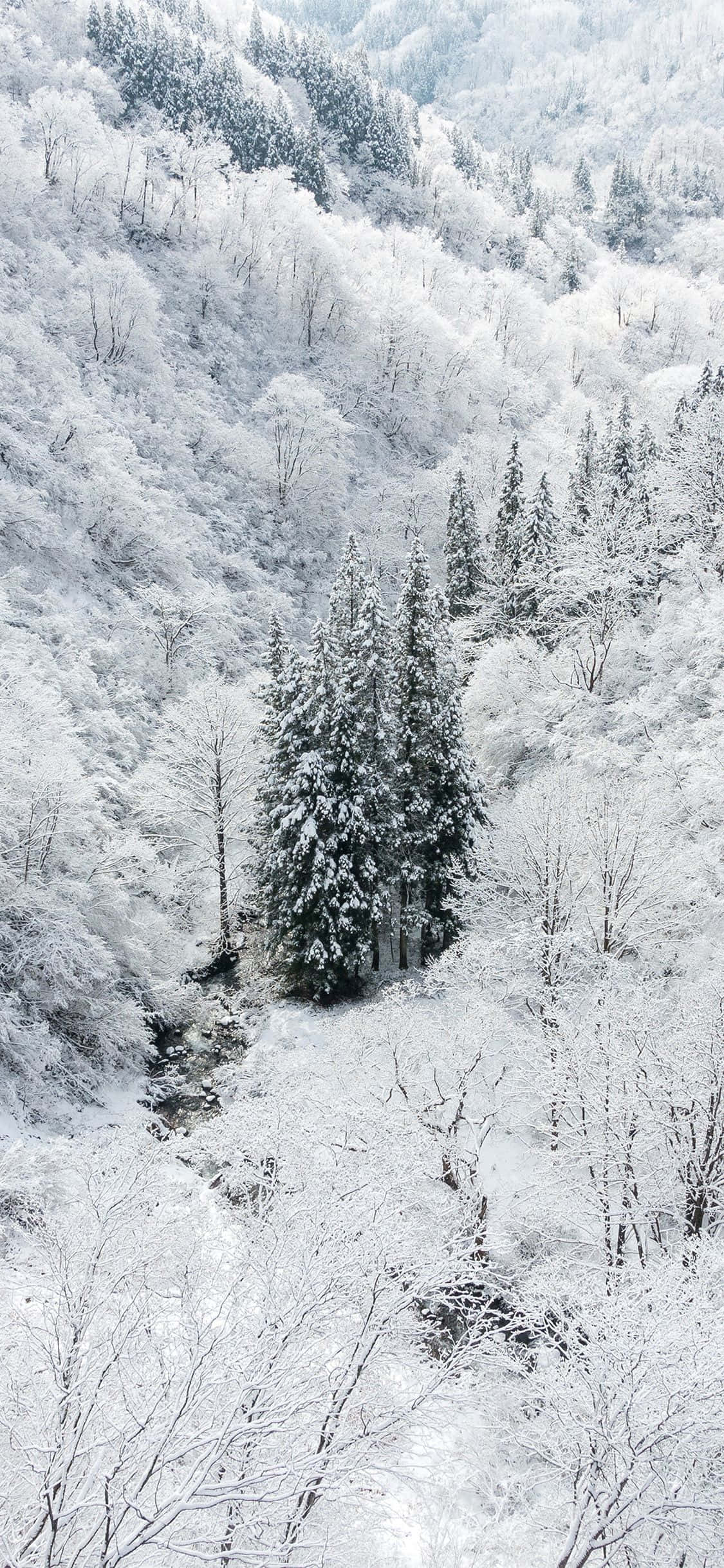 Bucurați-vă de iarnă cu Snow iPhone Fundal