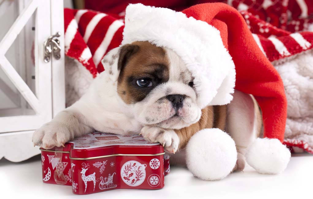 Bulldog Cățeluș Cadou de Crăciun Fundal