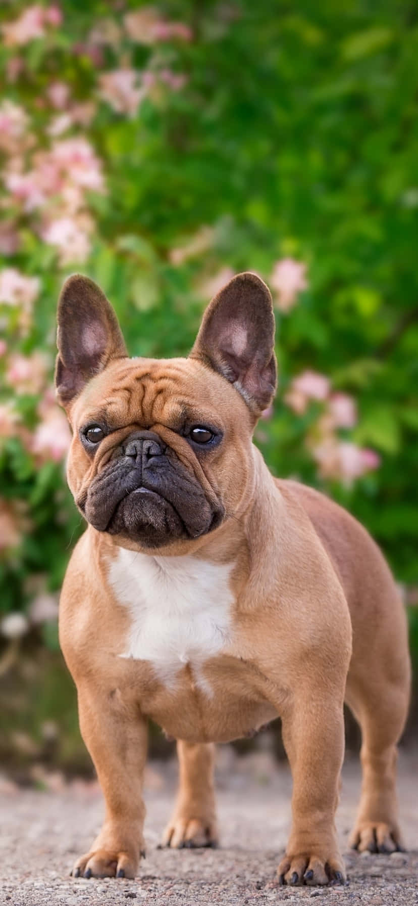 Bulldog Francez în Parc Fundal