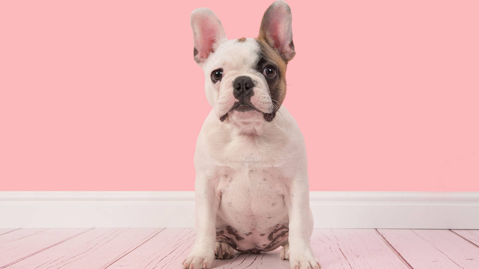 Bulldog Francez Bebeluș în Cameră Roz Fundal