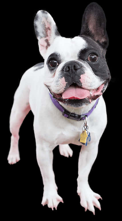 Bulldog Francez Fericit în Picioare Fundal