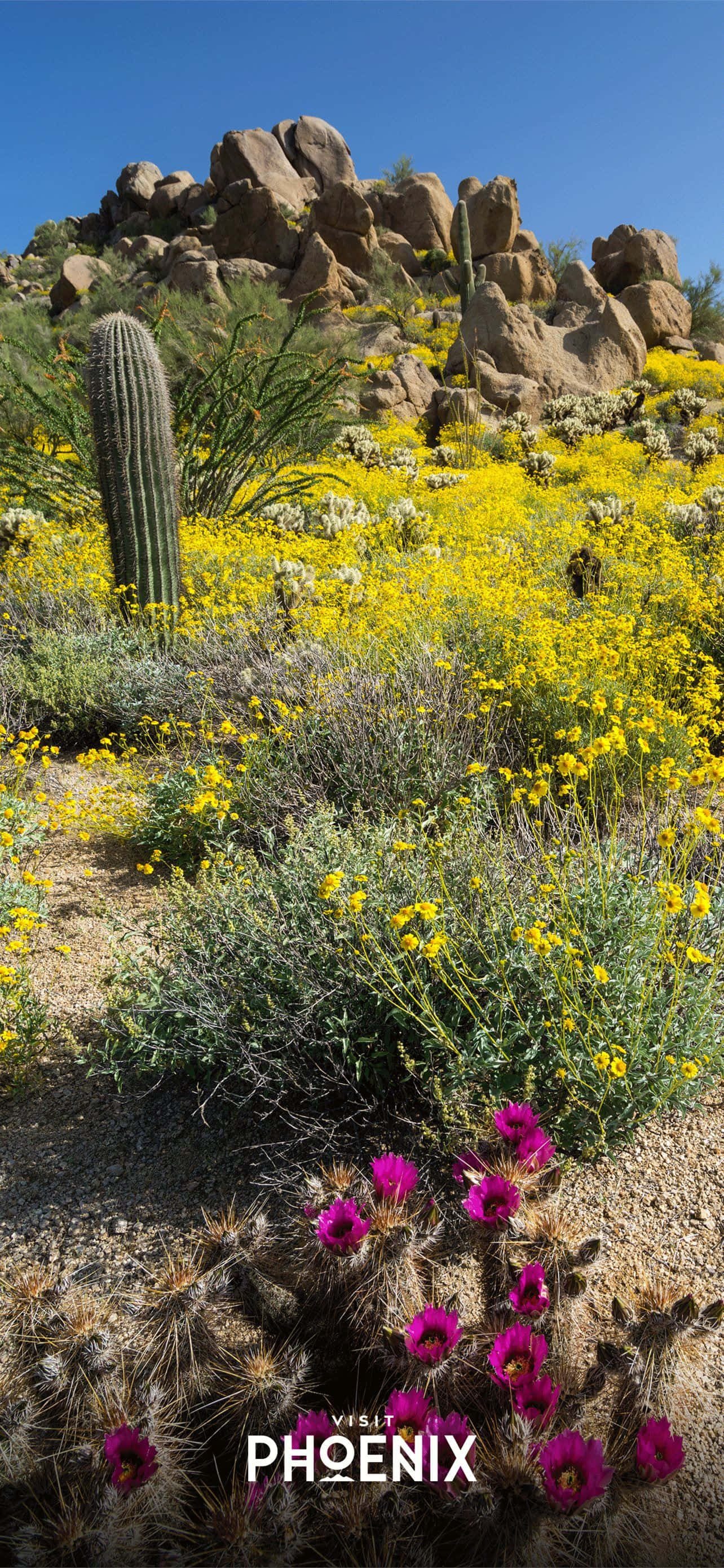 Bun venit în Phoenix, Arizona Fundal