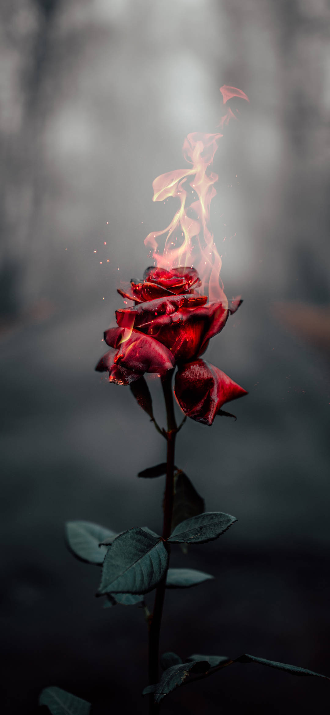 Burning Rose Aesthetic iPhone Xr Fundal
