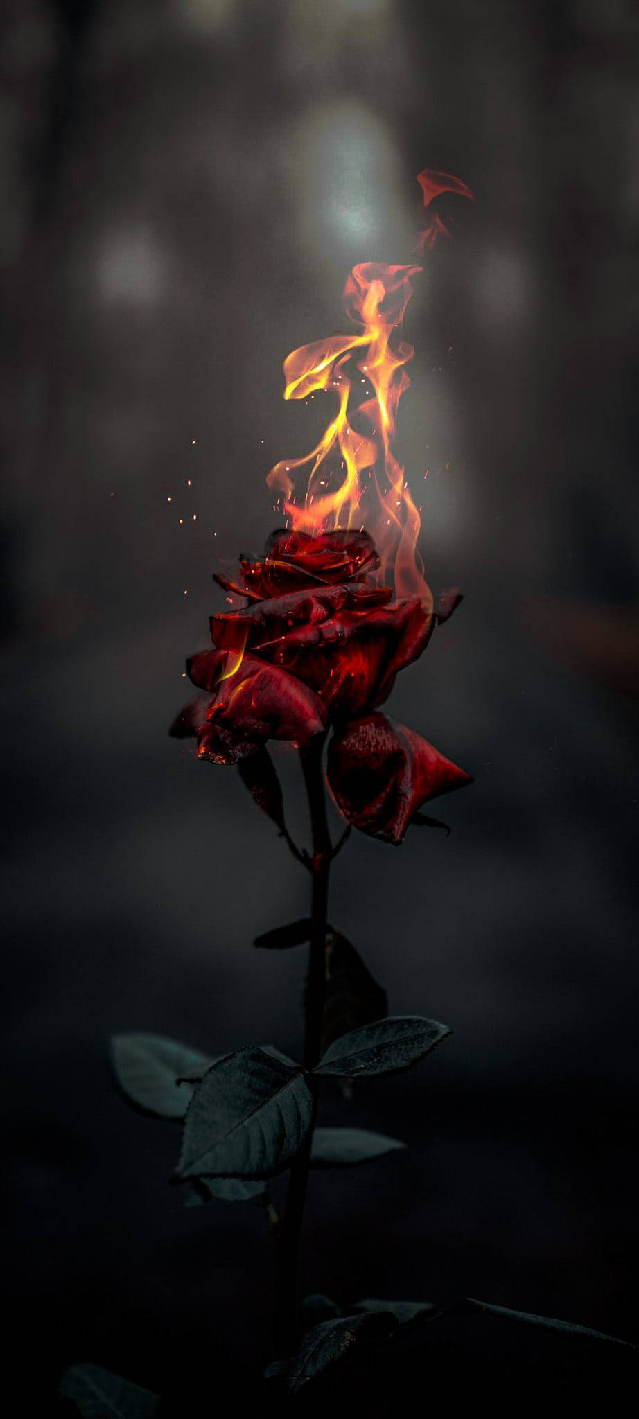 Burning Rose Aesthetic Fundal