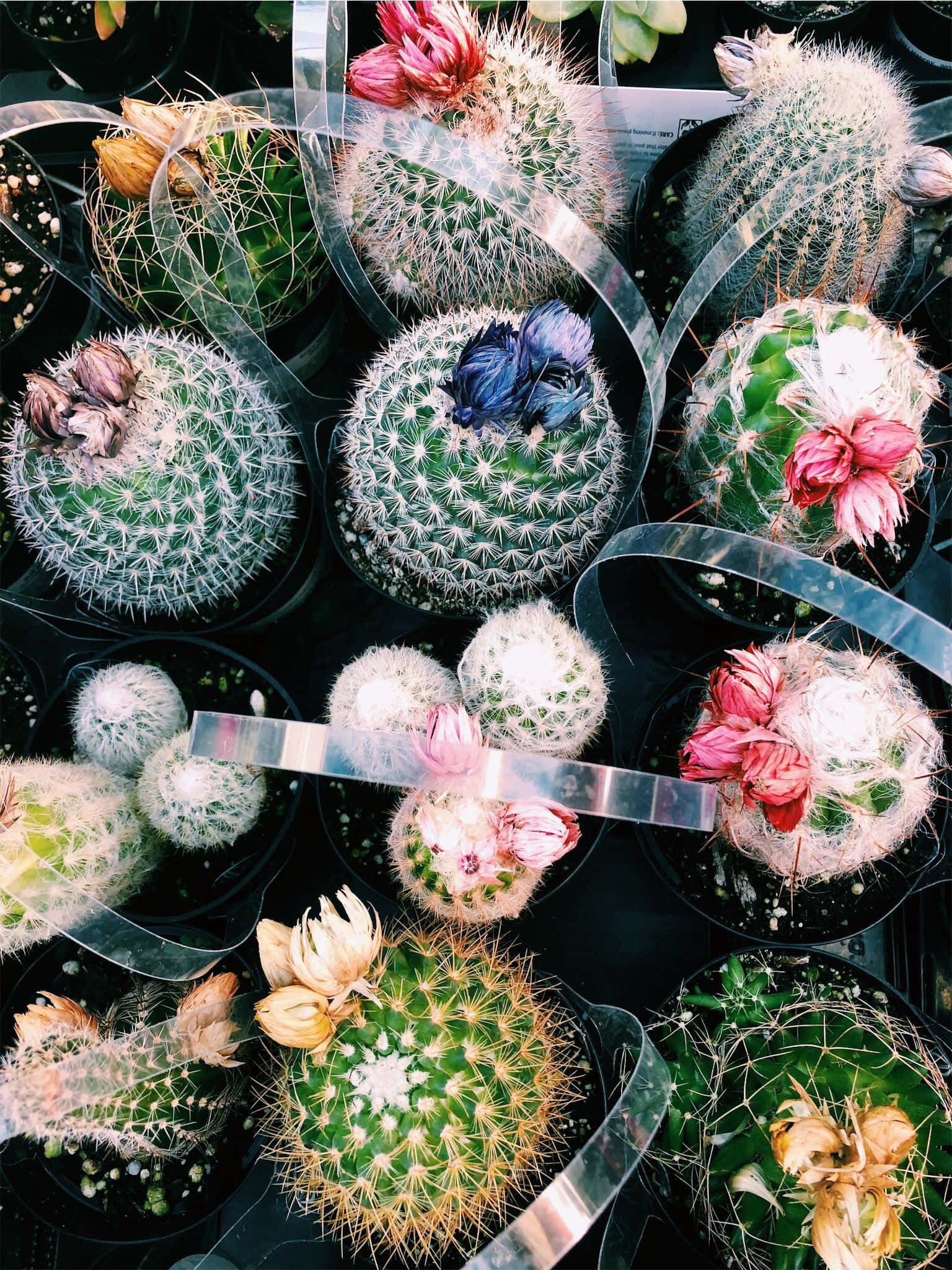 Cacti colorati care prosperă la soare Fundal
