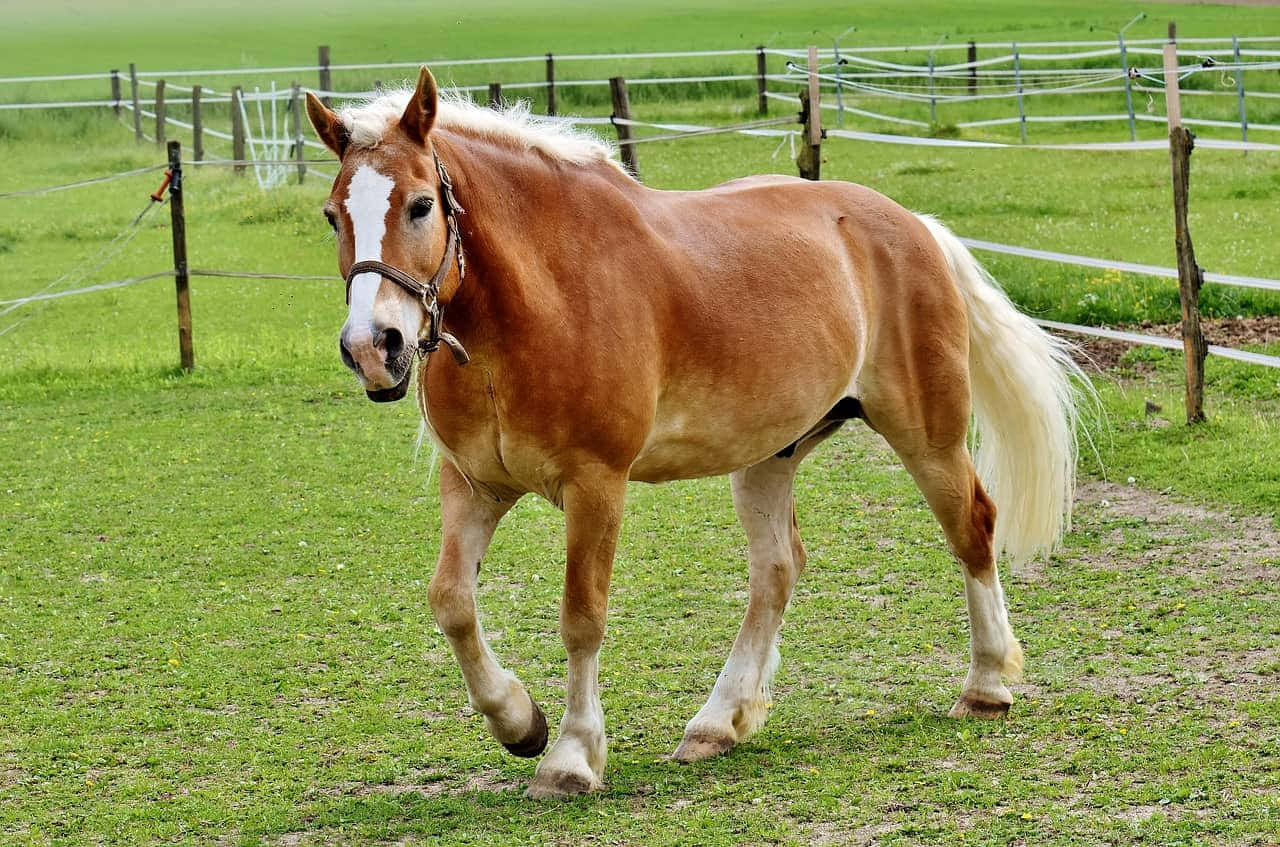 Cai Palomino Rasă Haflinger Alergând Fotografie Imagine Fundal