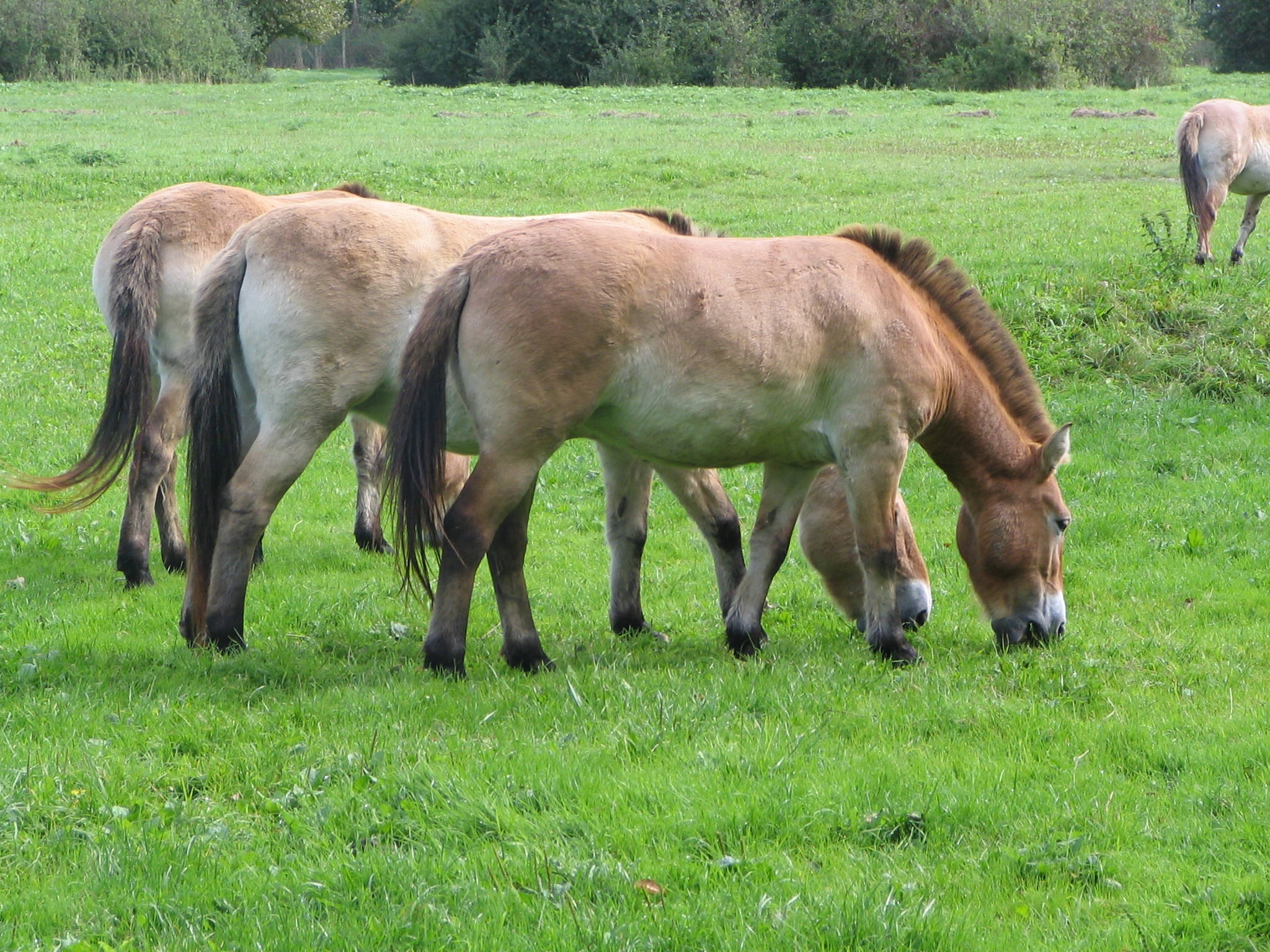 Cai Przewalski păscând Fundal