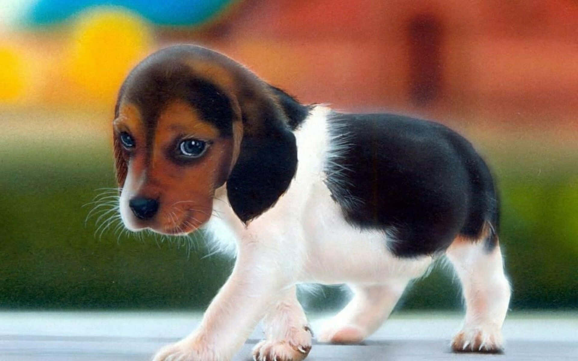 Câine adorabil pozând într-o zi însorită Fundal