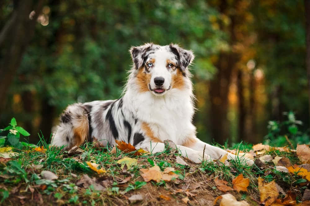Câine Australian Shepherd Imagine Nostalgică de Toamnă Fundal
