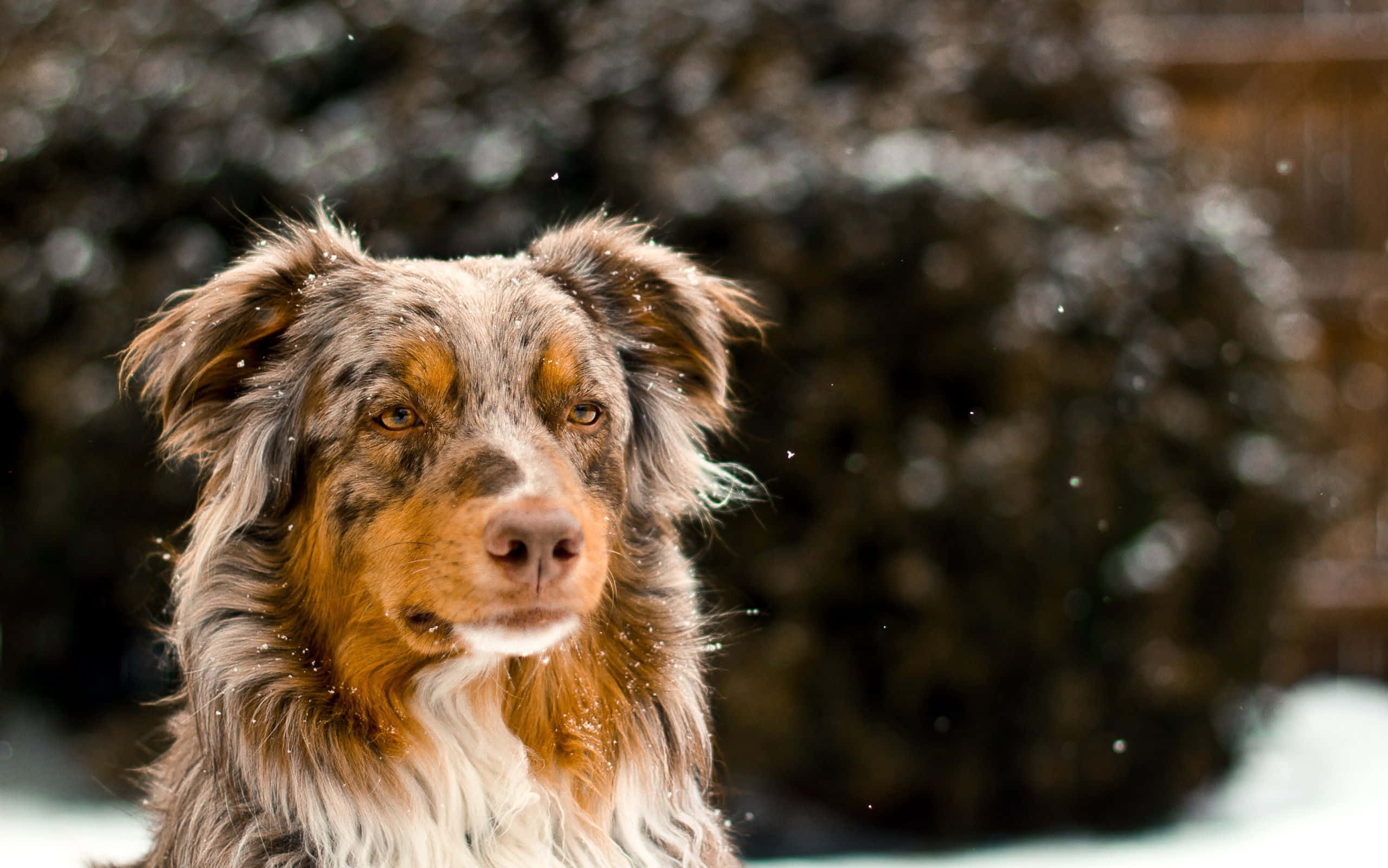 Câine Australian Shepherd în Zăpada de Iarnă Fundal