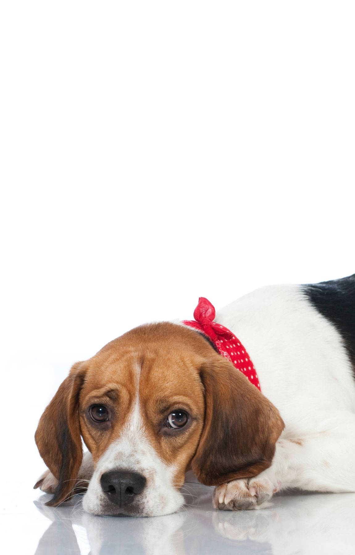 Câine Beagle Trist Fundal