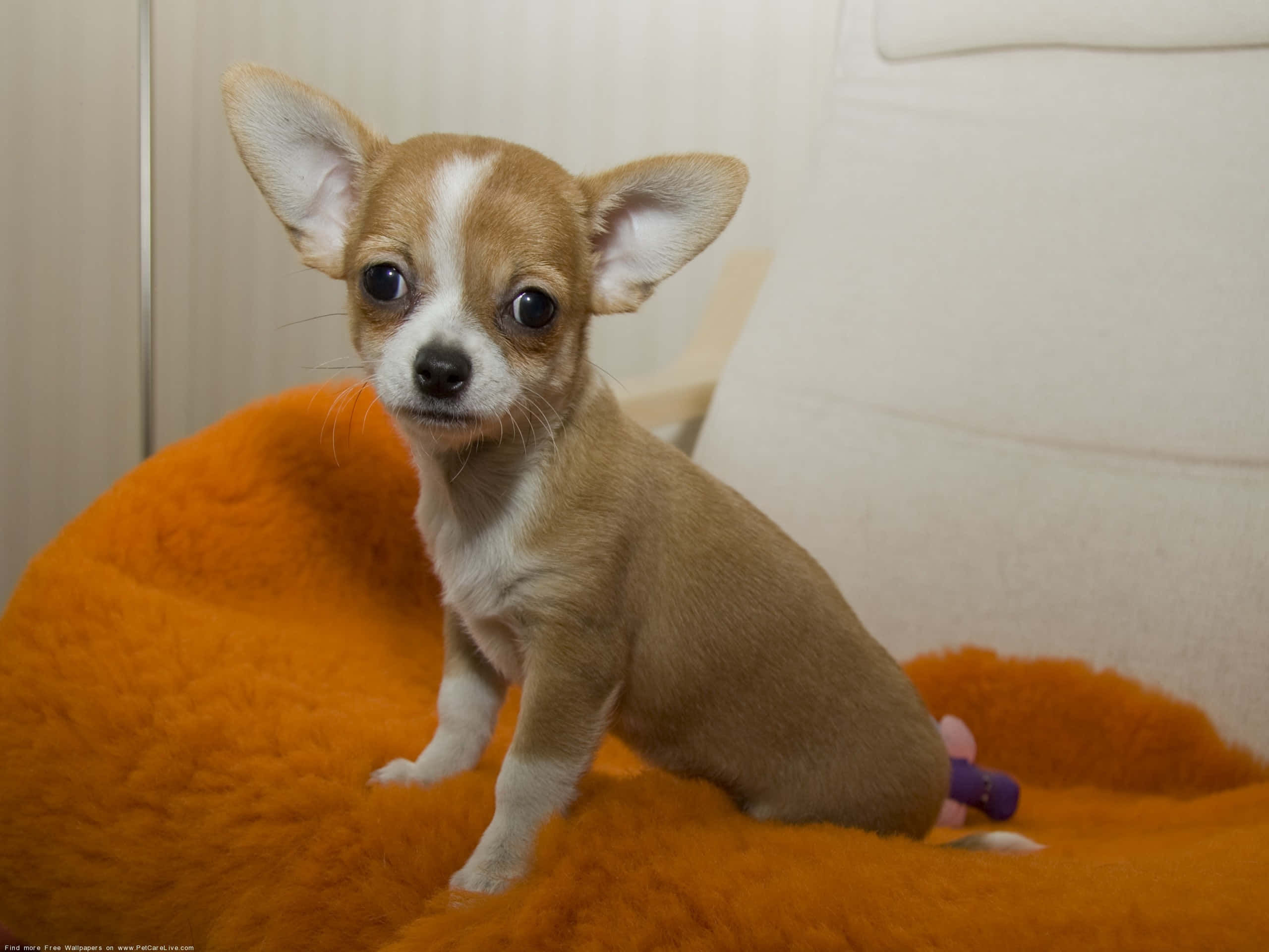 Câine Chihuahua maro, calm și drăguț Fundal