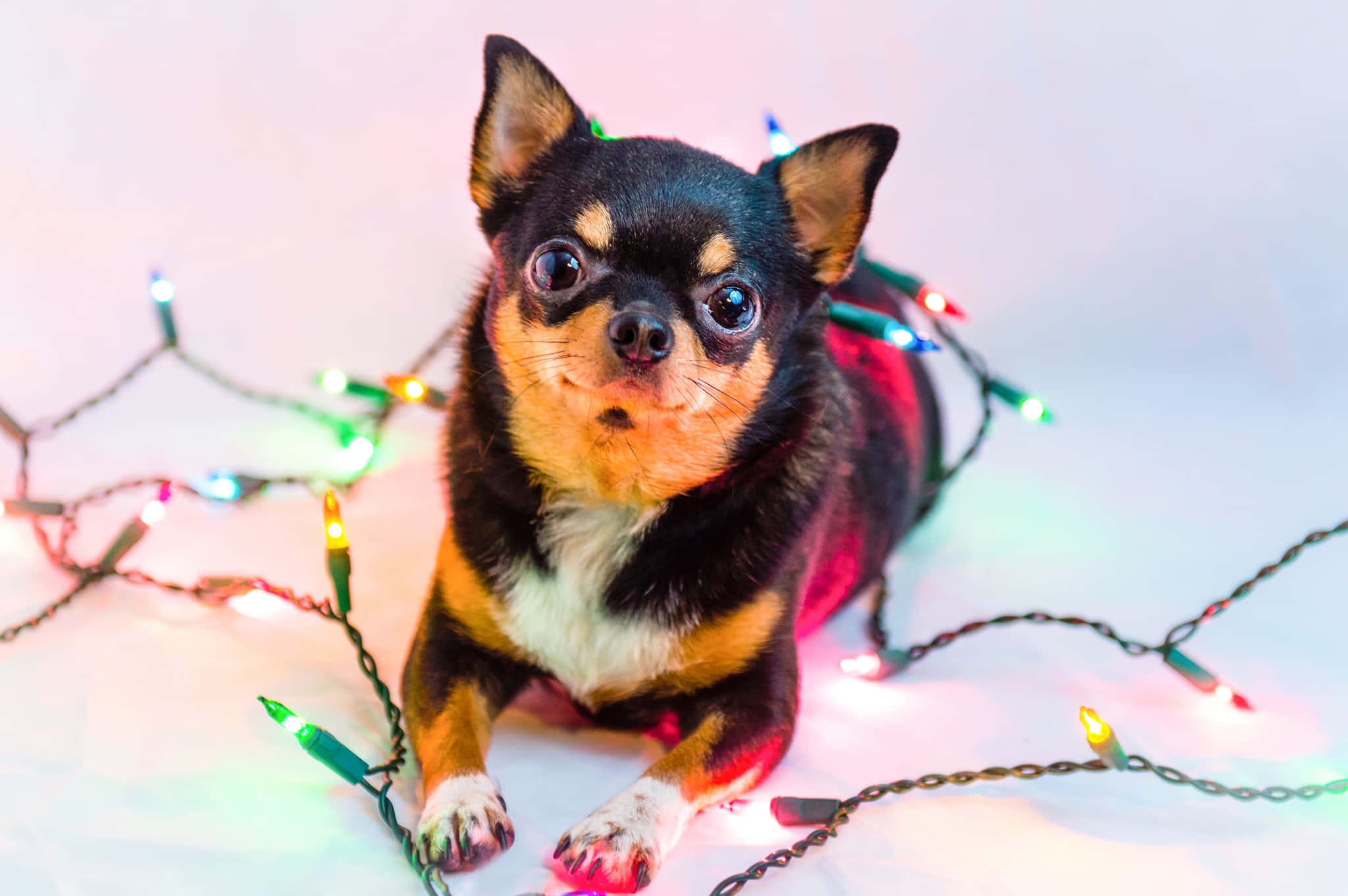 Câine Chihuahua Negru Jucându-se cu Lumini de Crăciun Fundal