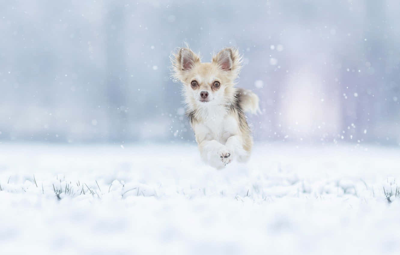 Câine Chihuahua Sărind Iarna Fundal