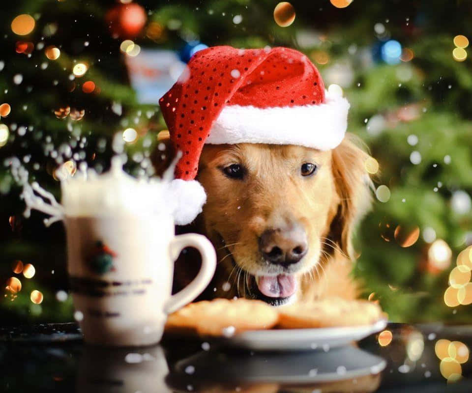 Câine de Crăciun cu fursecuri și egg nog Fundal