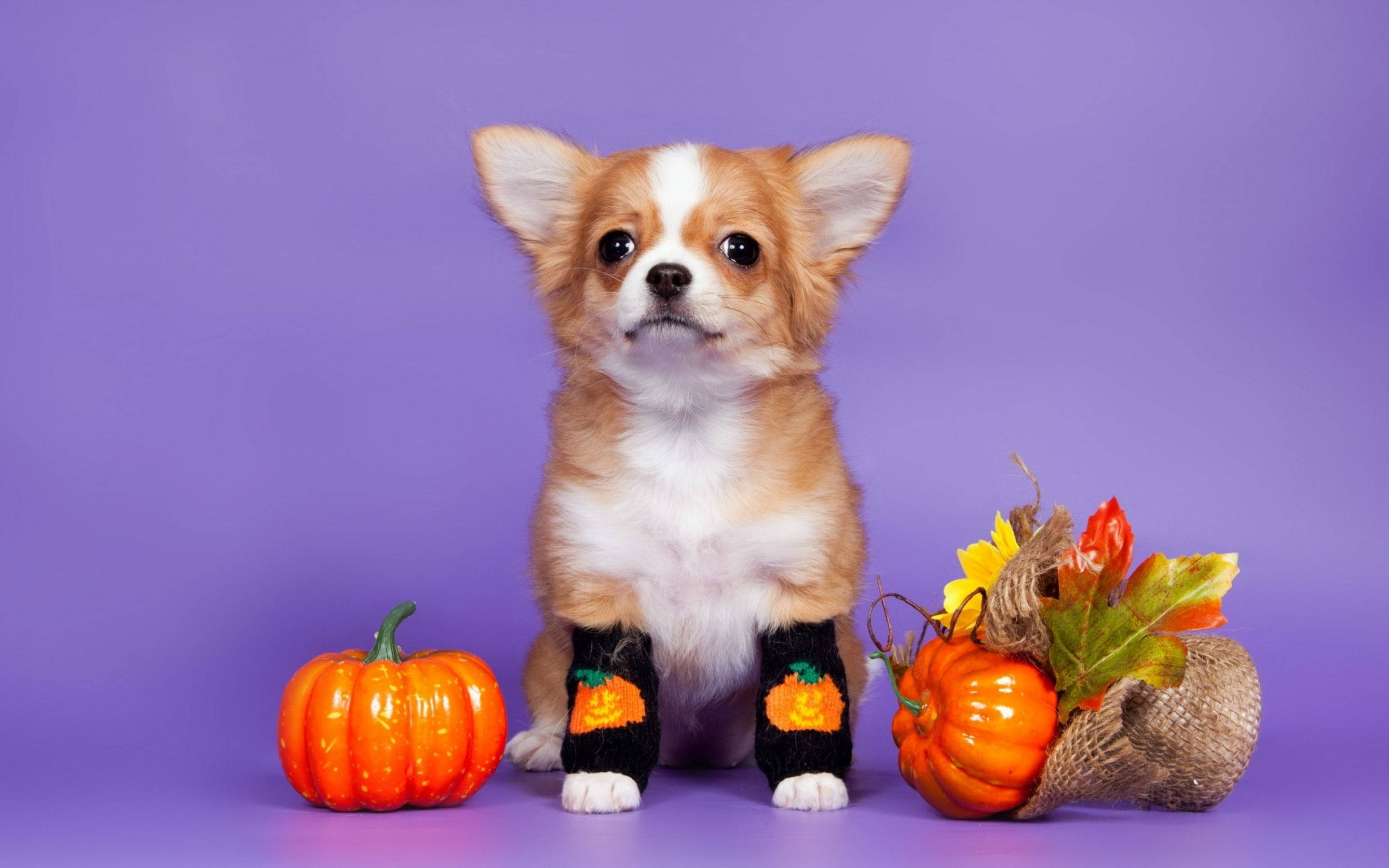 Câine Drăguț de Halloween cu Estetică Plăcută Fundal
