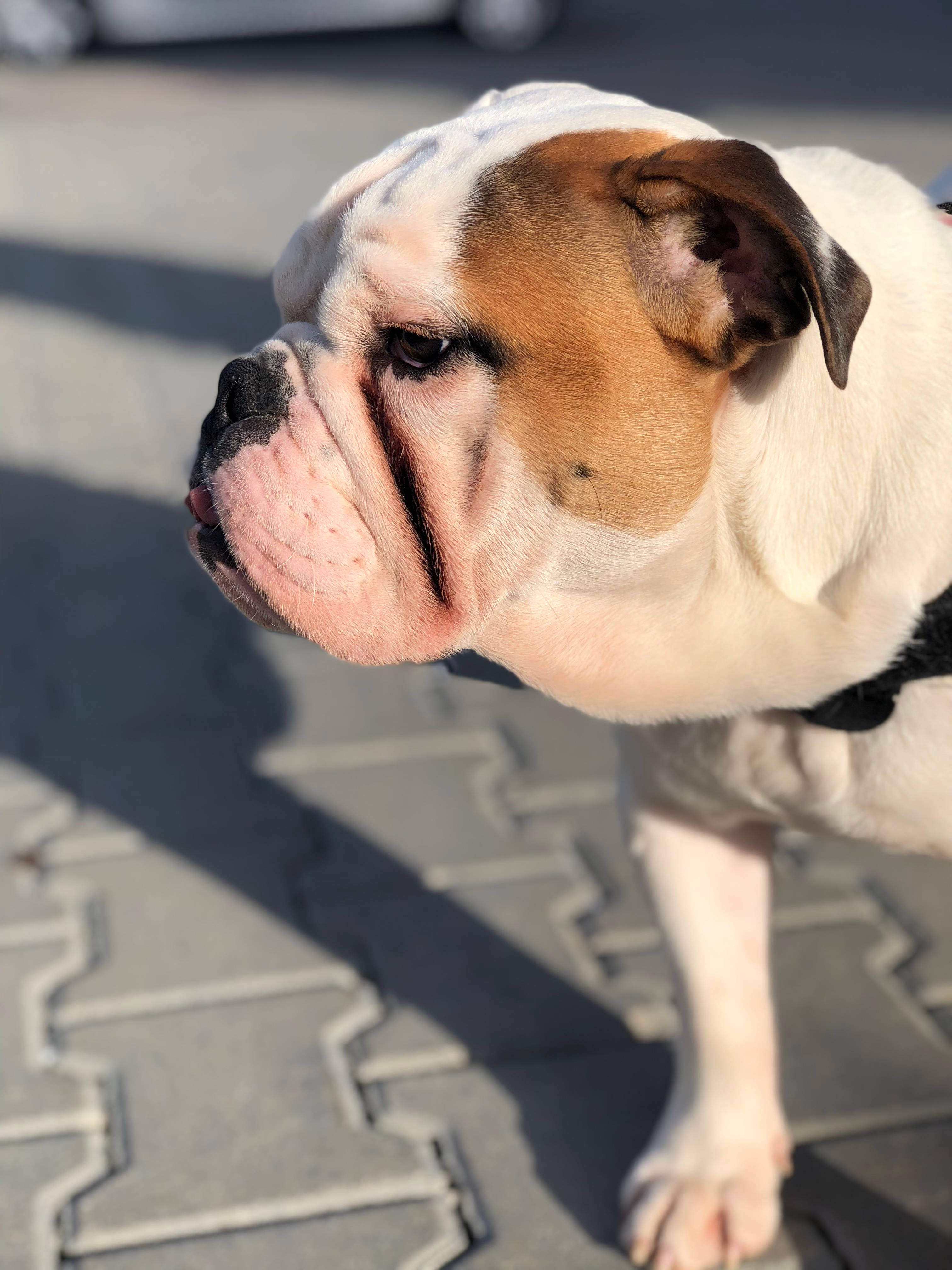 Câine drăguț morocănos la soare Fundal