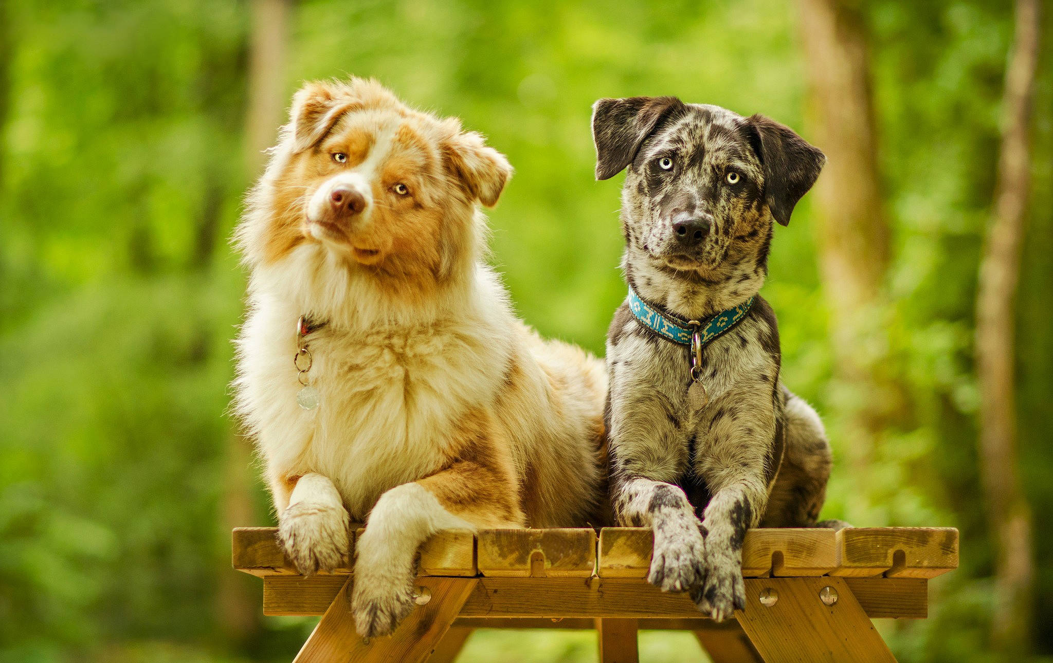 Câine Drăguț Pe Masă De Picnic Fundal