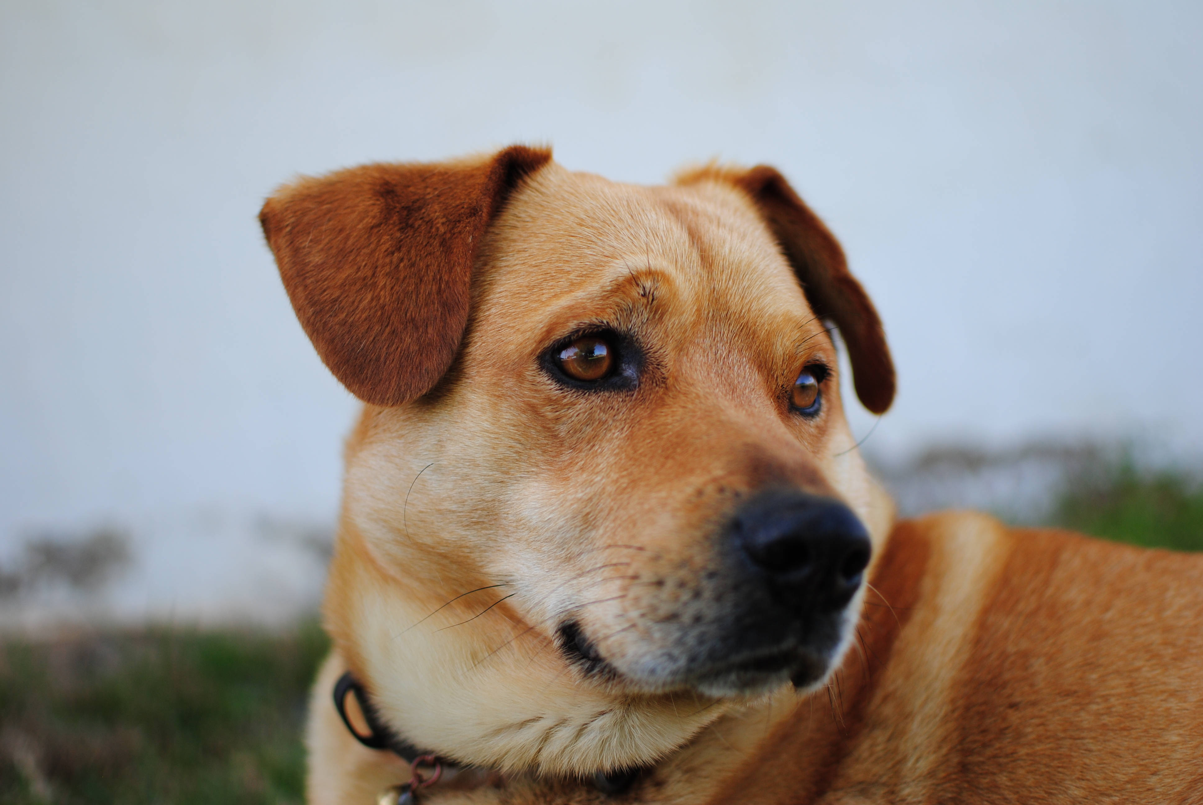 Câine drăguț Pinscher Austriac Fundal
