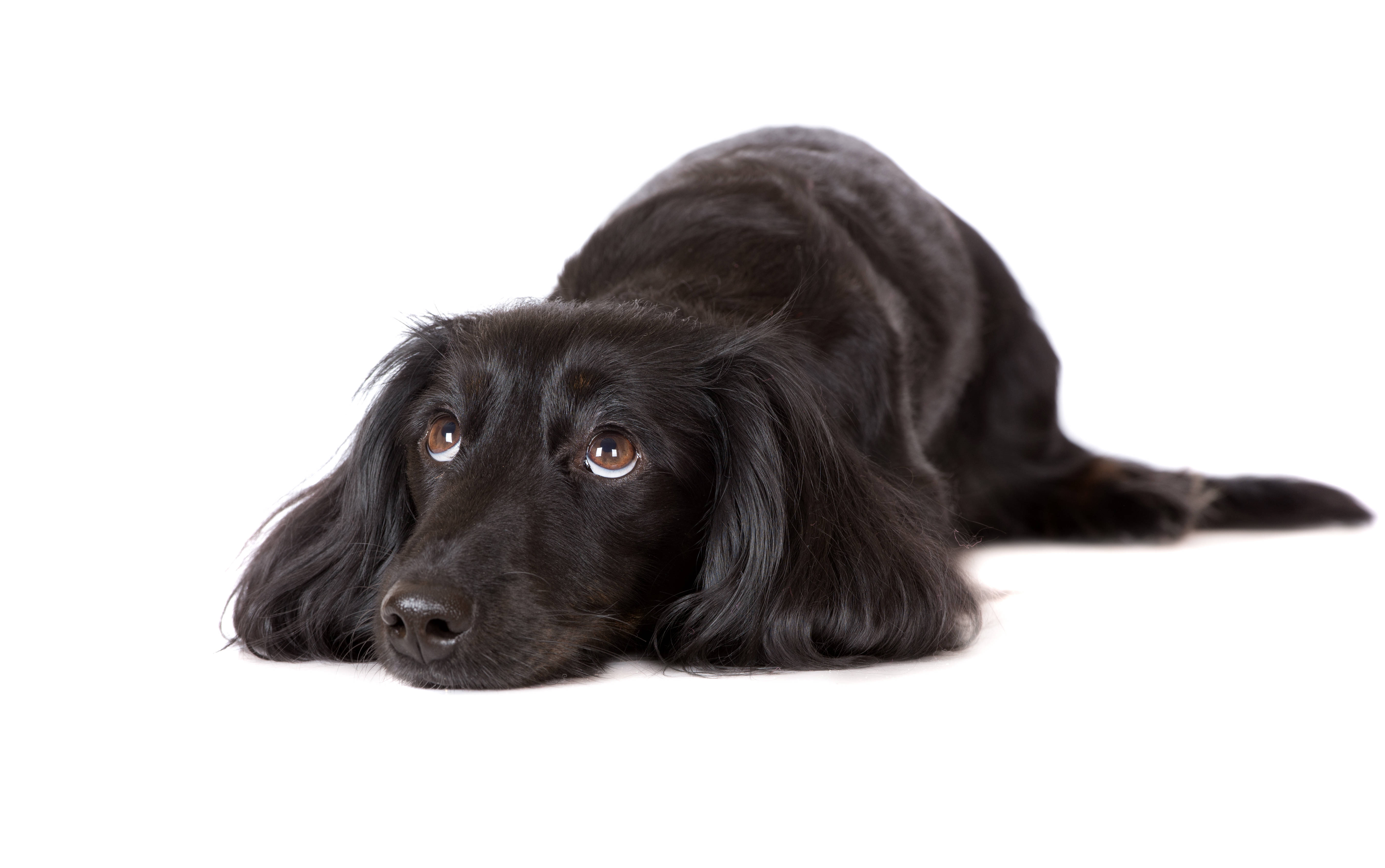 Câine Drăguț Retriever cu Blană Netedă Fundal