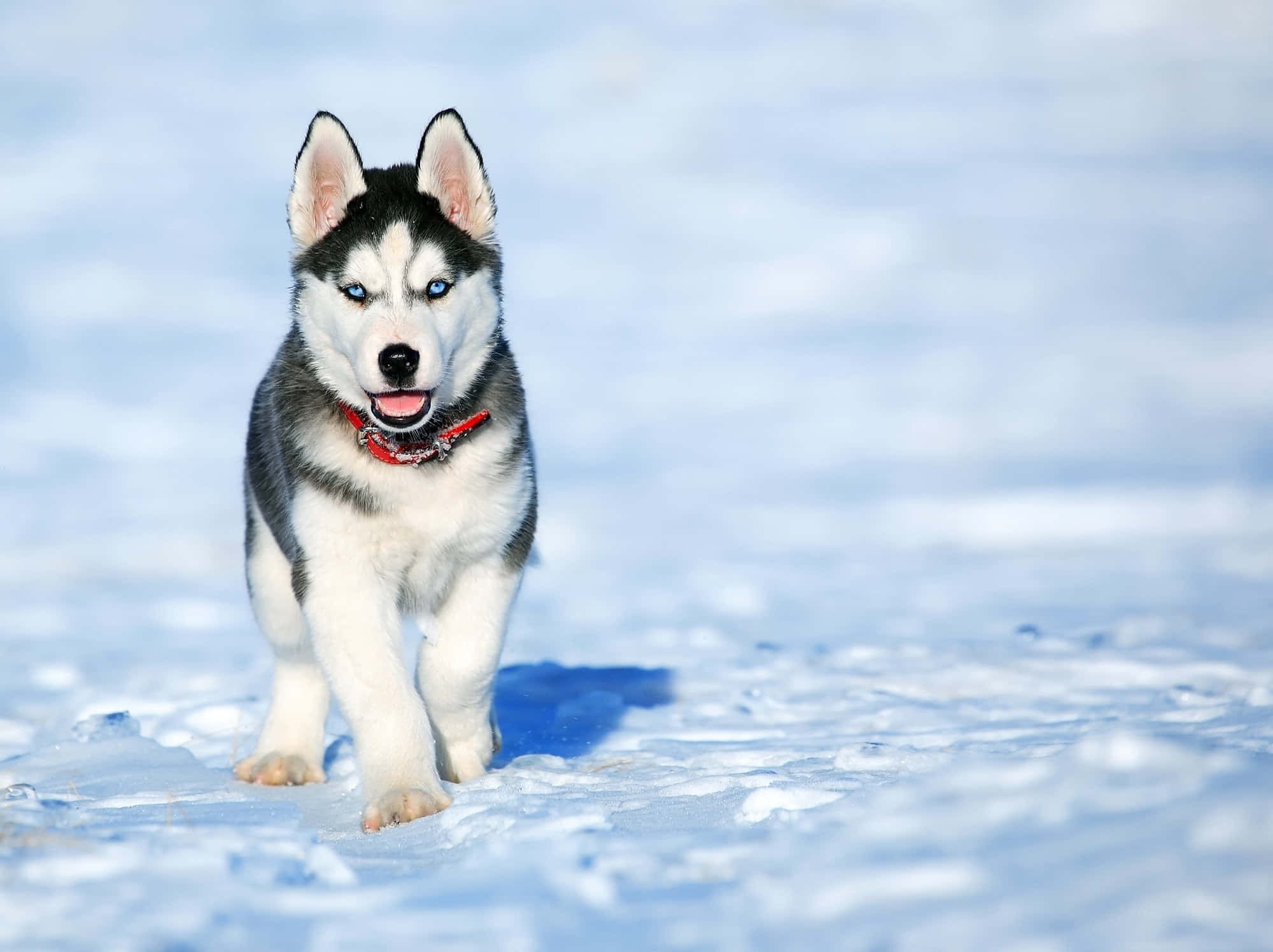 Câine Feroce Husky Siberian în Zăpadă Fundal