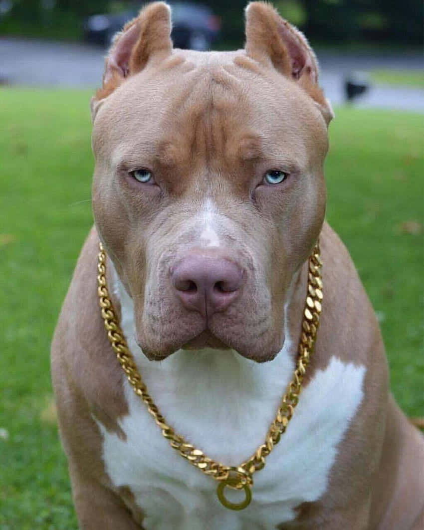 Câine Pitbull cu Lanț de Aur Fundal