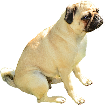Câine Pug șezând pe fundal negru Fundal
