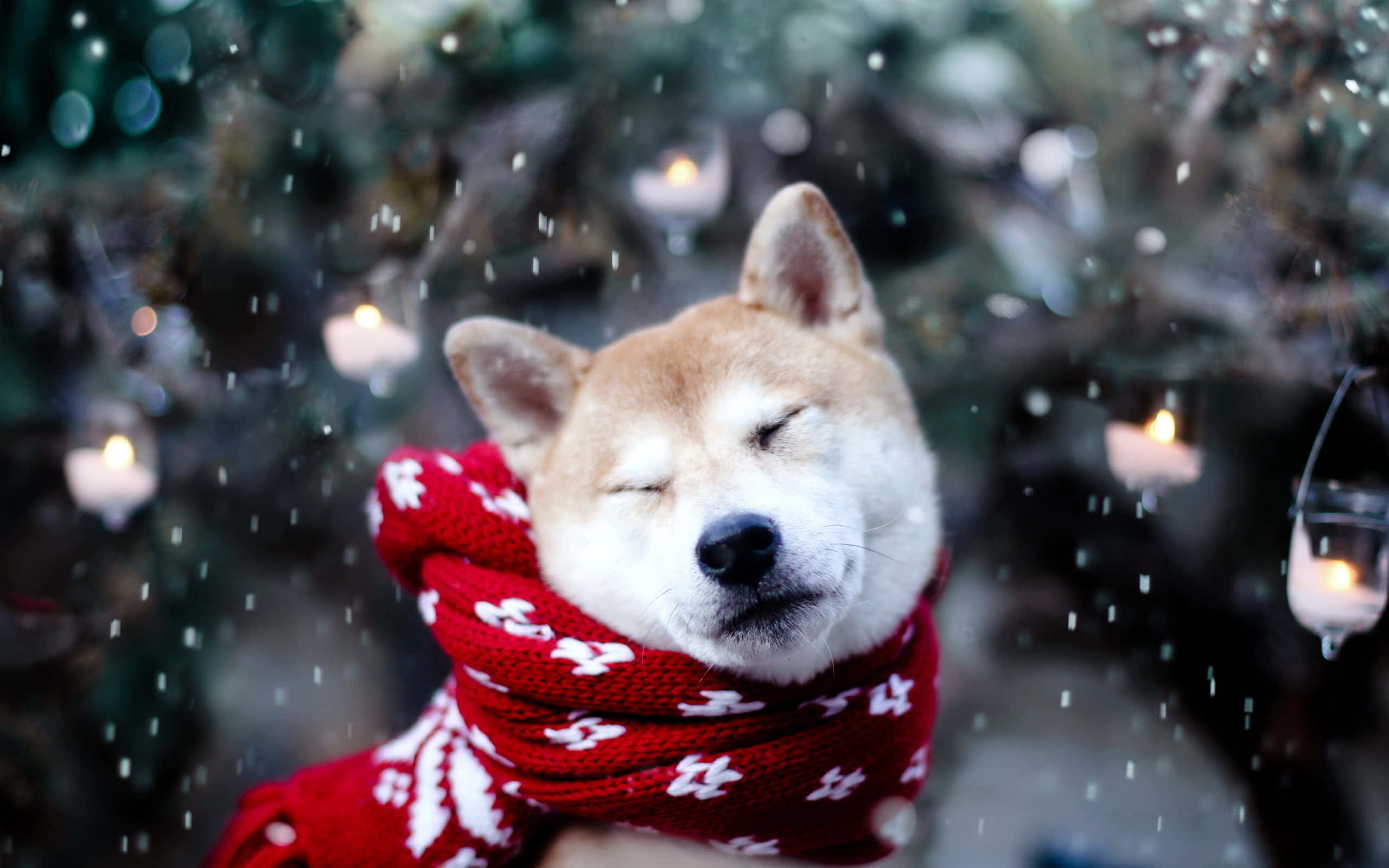 Câine Shiba în zăpadă de Crăciun Fundal
