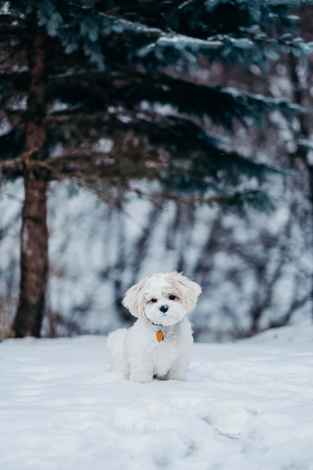 Câine Shih Tzu de iarnă Fundal