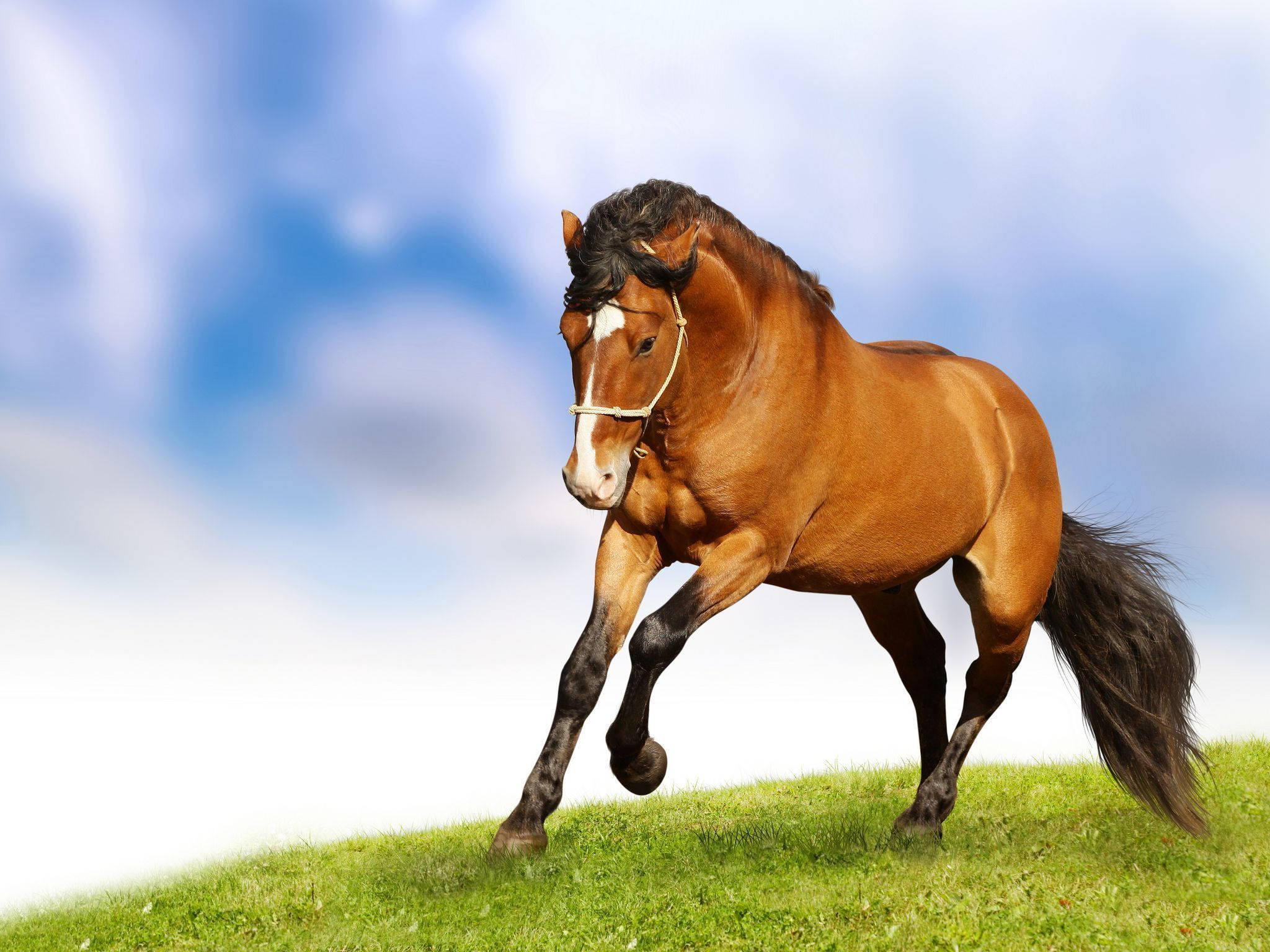 Cal drăguț alergând pe câmp Fundal