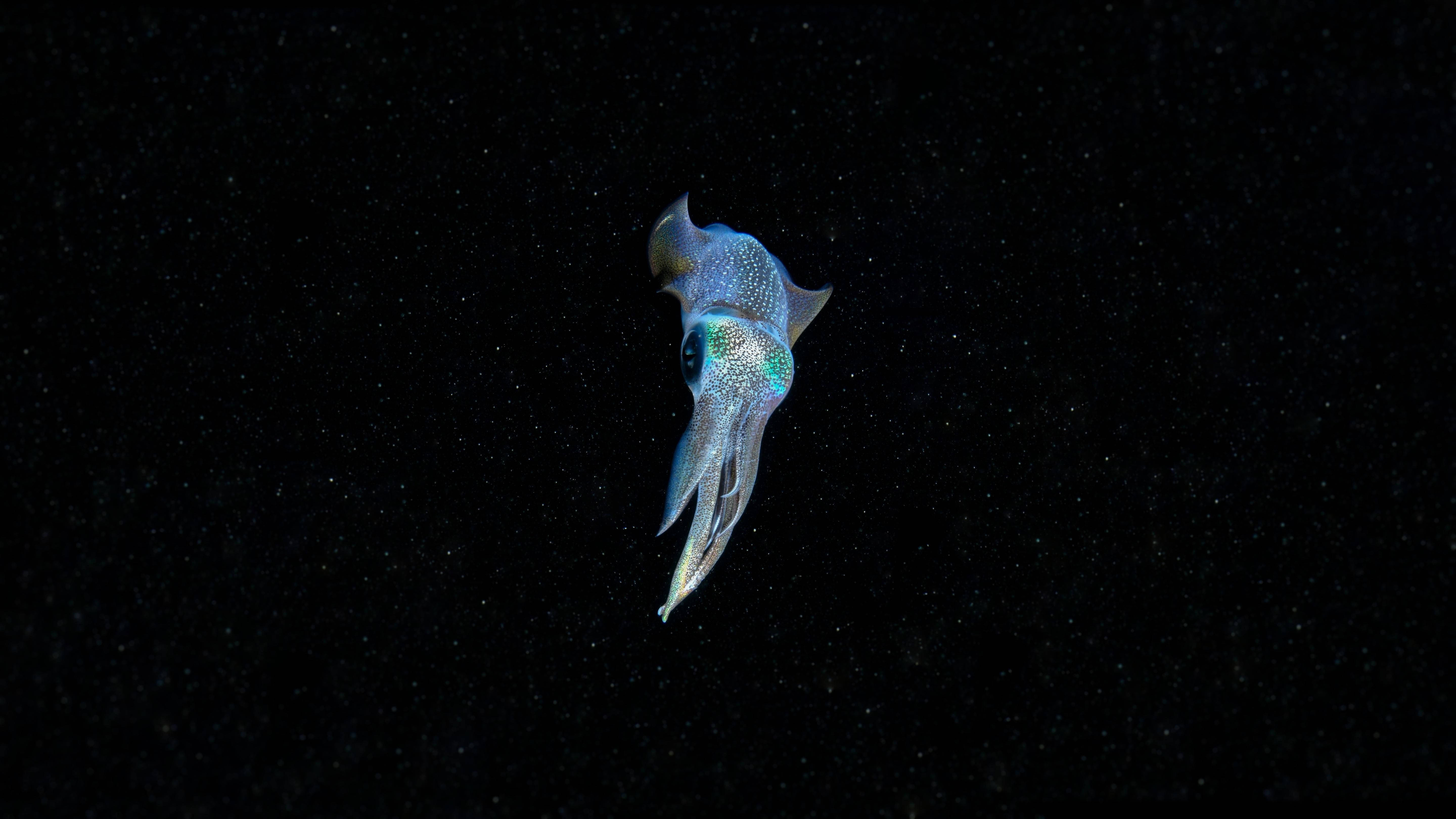 Calmar Neon Albastru Fundal