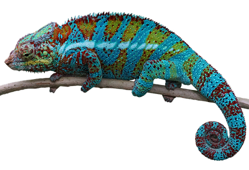 Cameleon colorat pe ramură.JPG Fundal