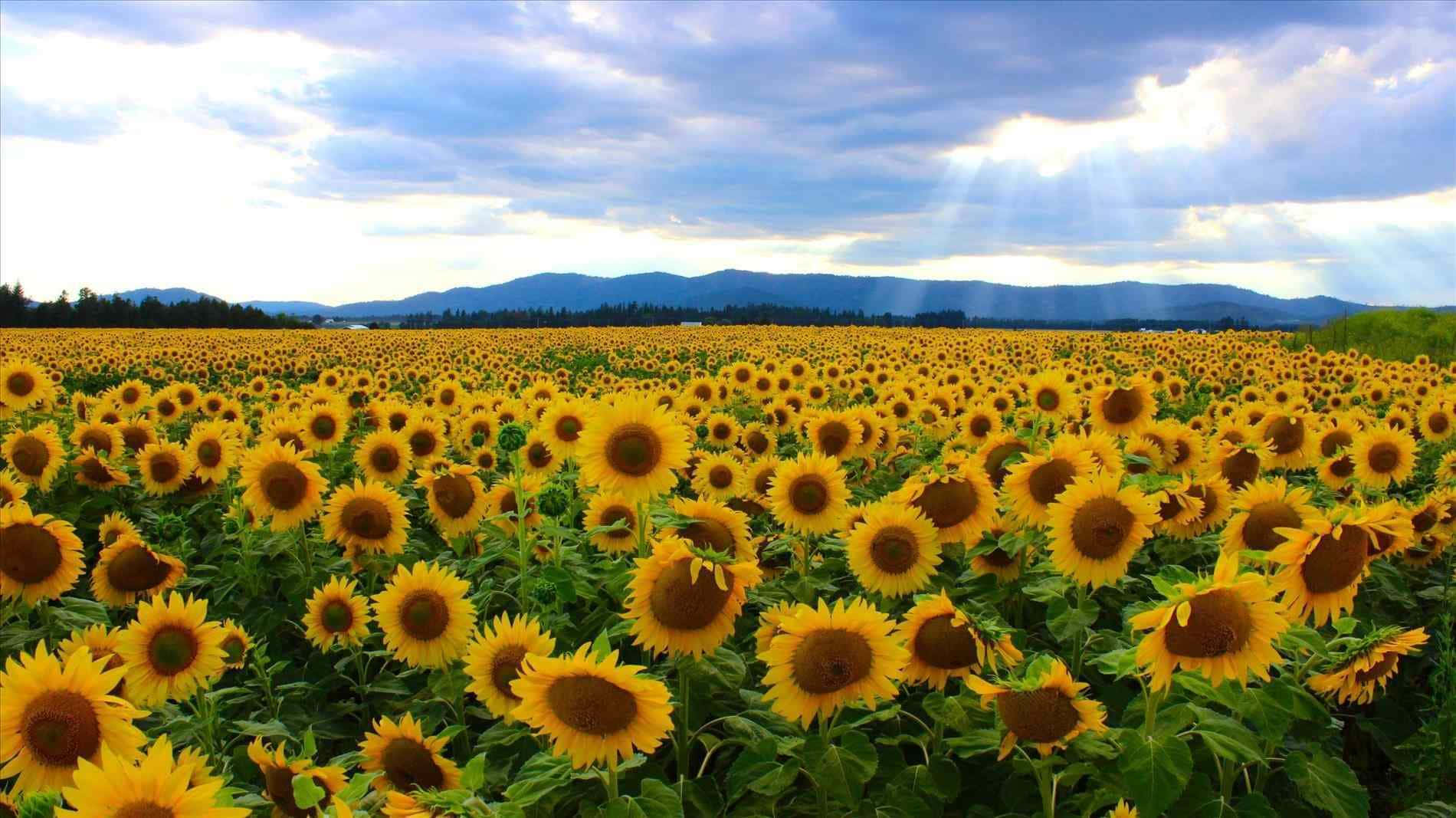 Câmp de floarea-soarelui pe fundal galben Fundal