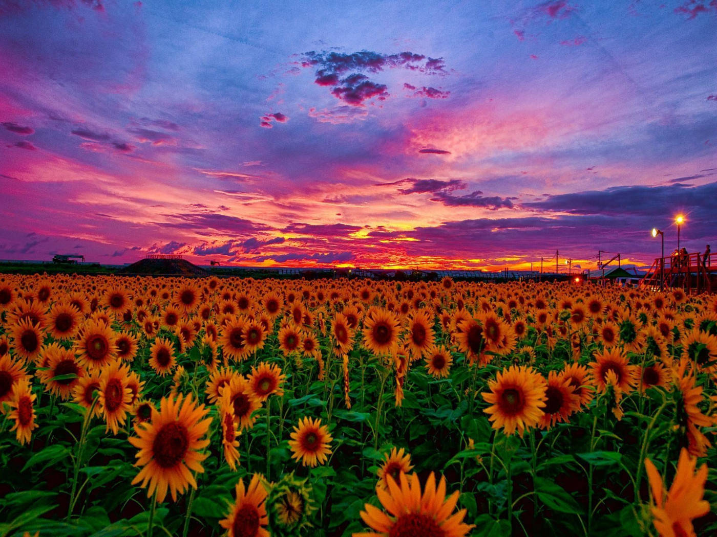 Câmp de floarea-soarelui la apus roz Fundal