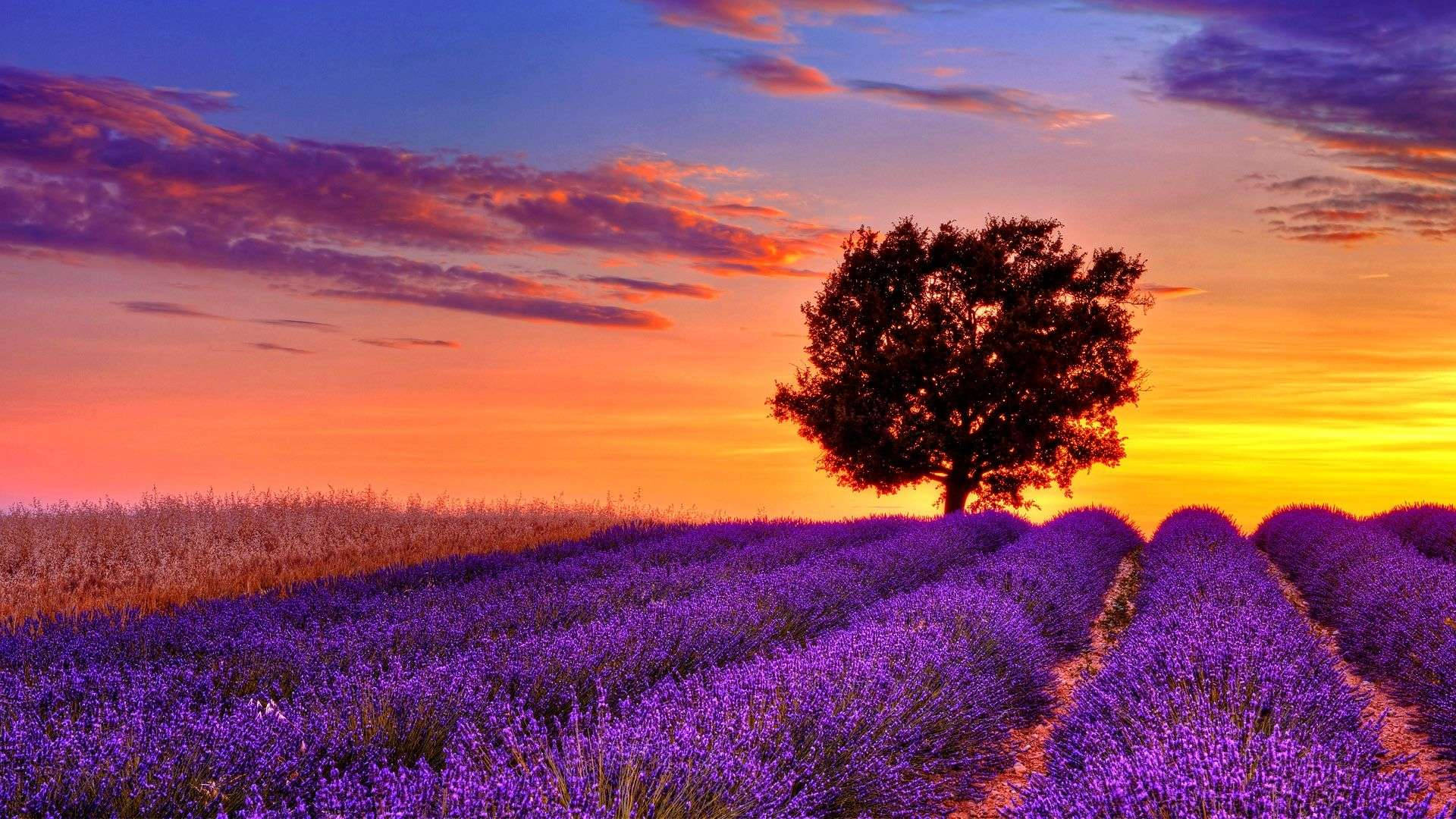 Câmp violet pe ecran complet desktop HD Fundal