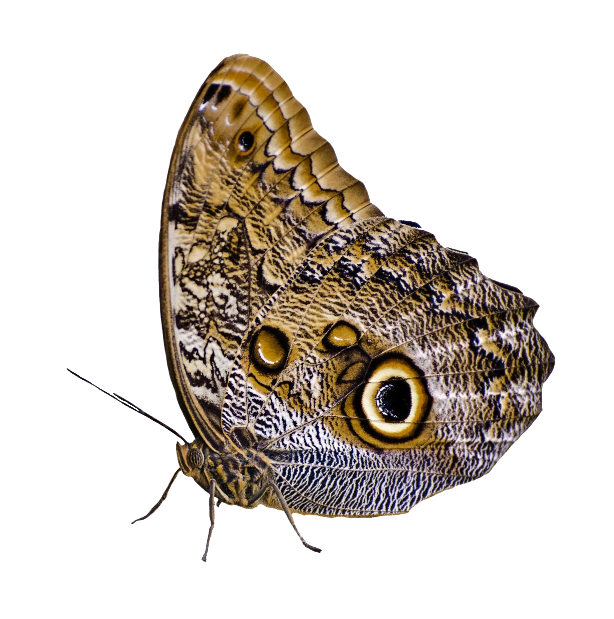 Camuflajul fluturelui cu ochi de bufniță Fundal