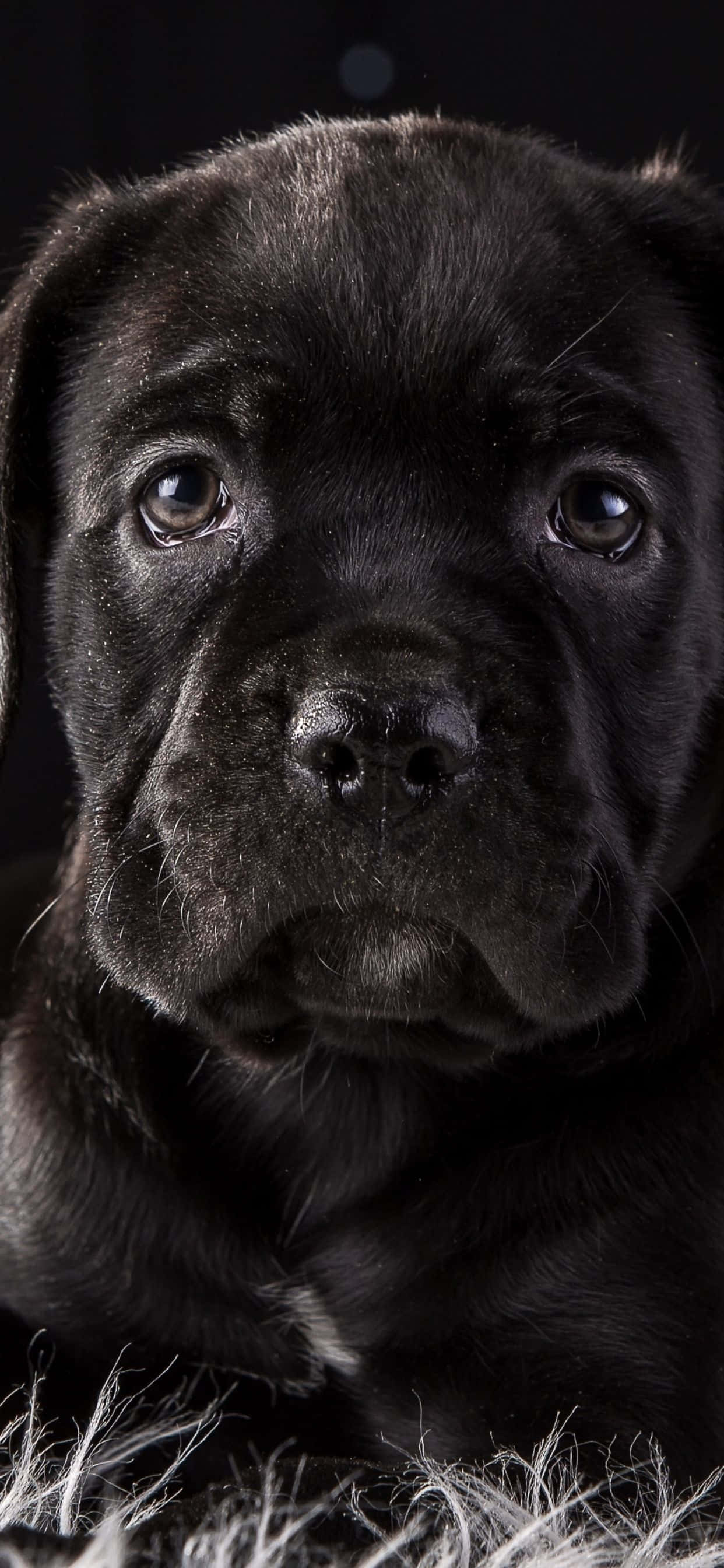 Cane Corso - O Rasă Loială și Iubitoare Fundal