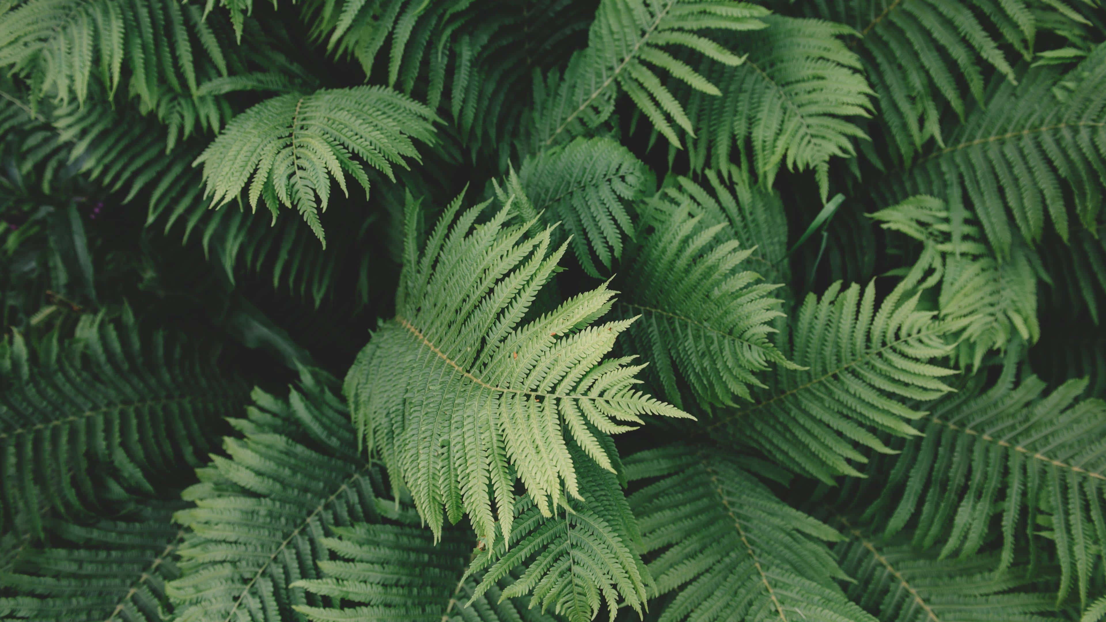 Caption: Fundal estetic verde salvie Fundal