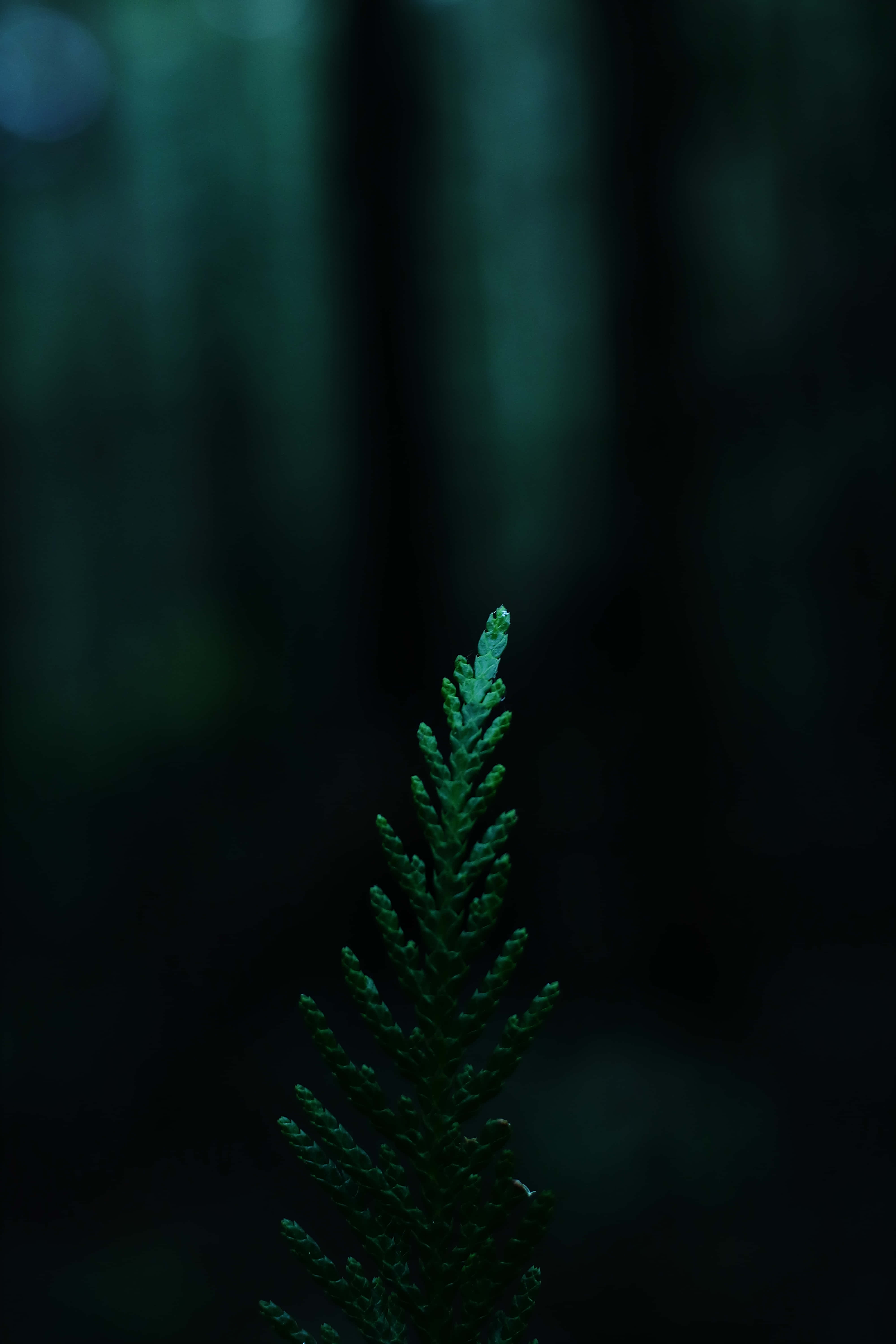 Captivă în Seninătate: Un Ecosistem Verde Profund Fundal
