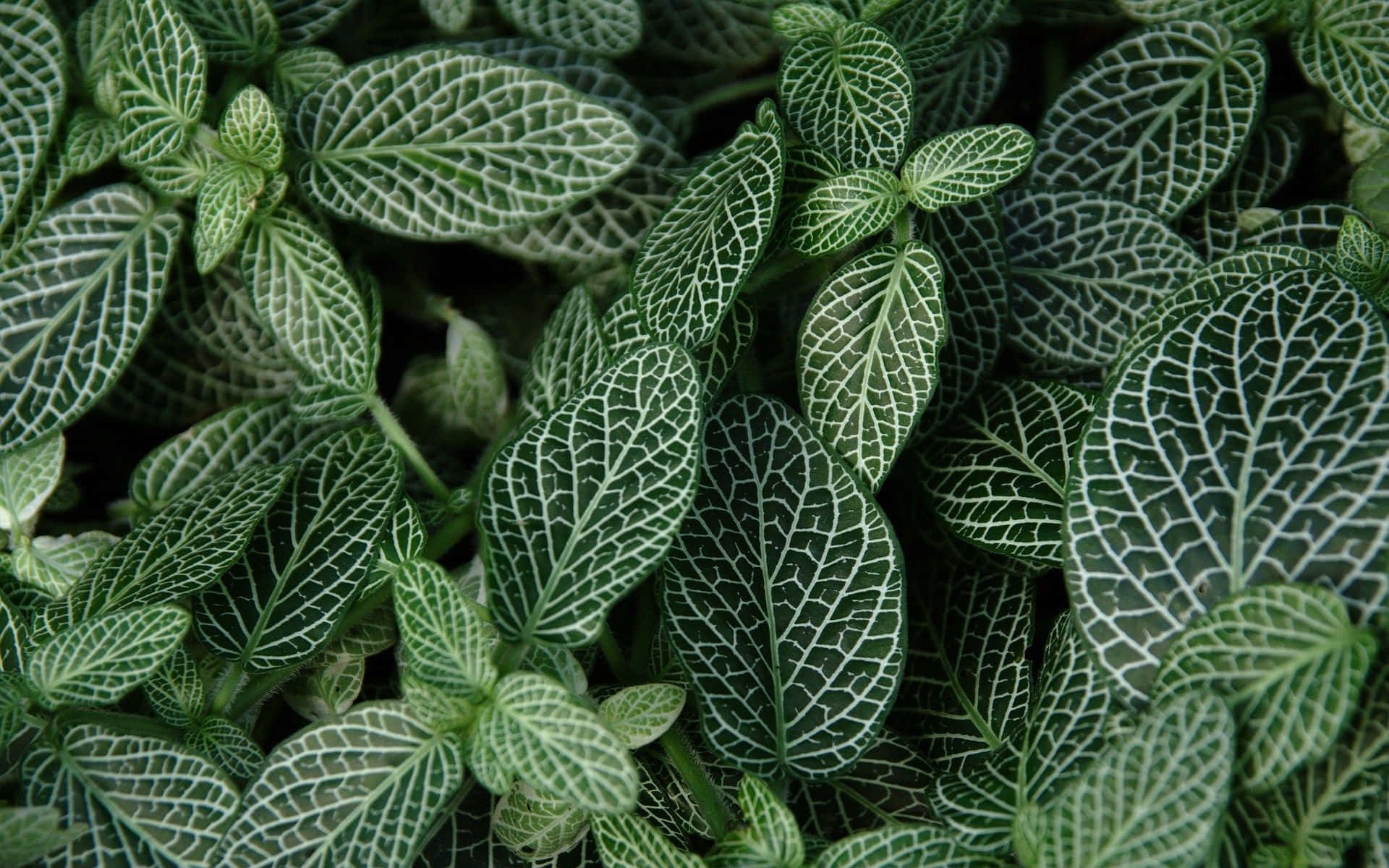 Captivant Fundal Estetic Verde Închis Fundal