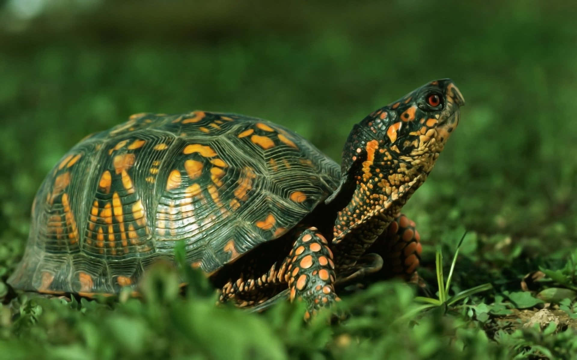 Captivant prim-plan al unei țestoase marine senine Fundal