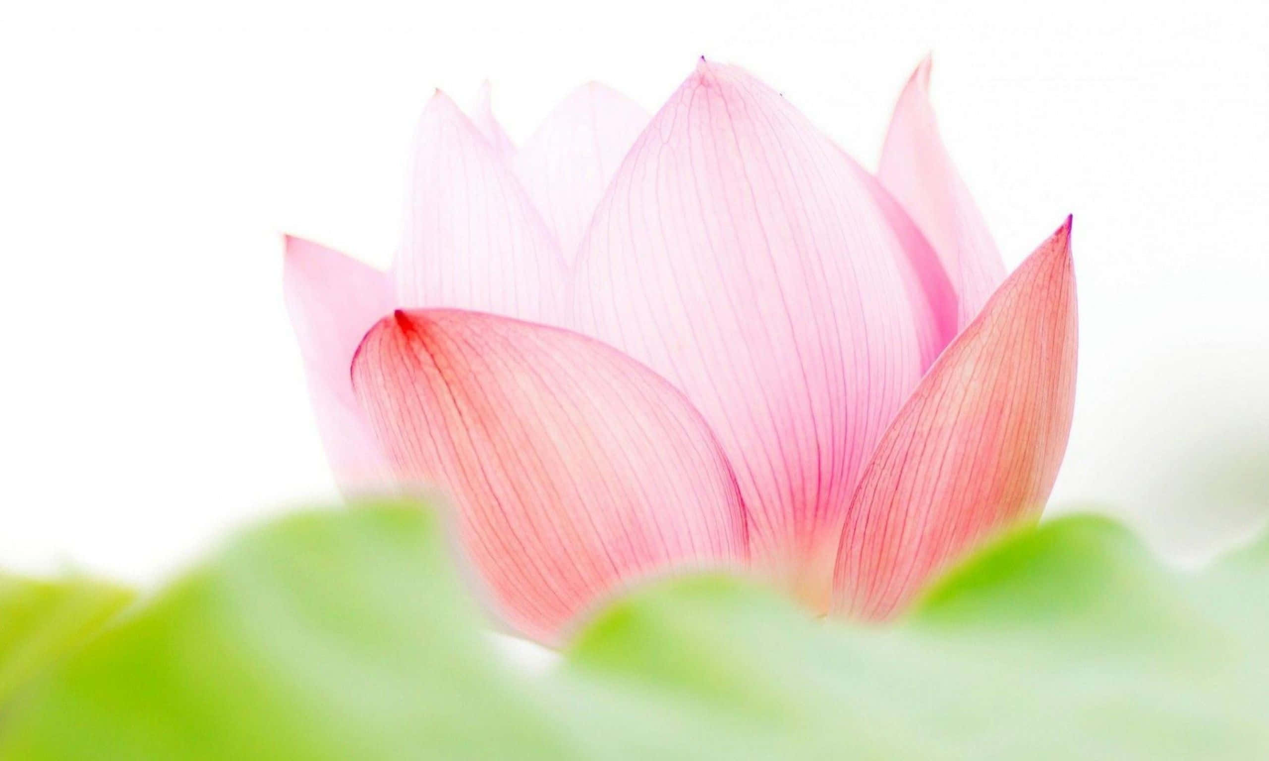 Captivantă Floare de Lotus Roz Fundal