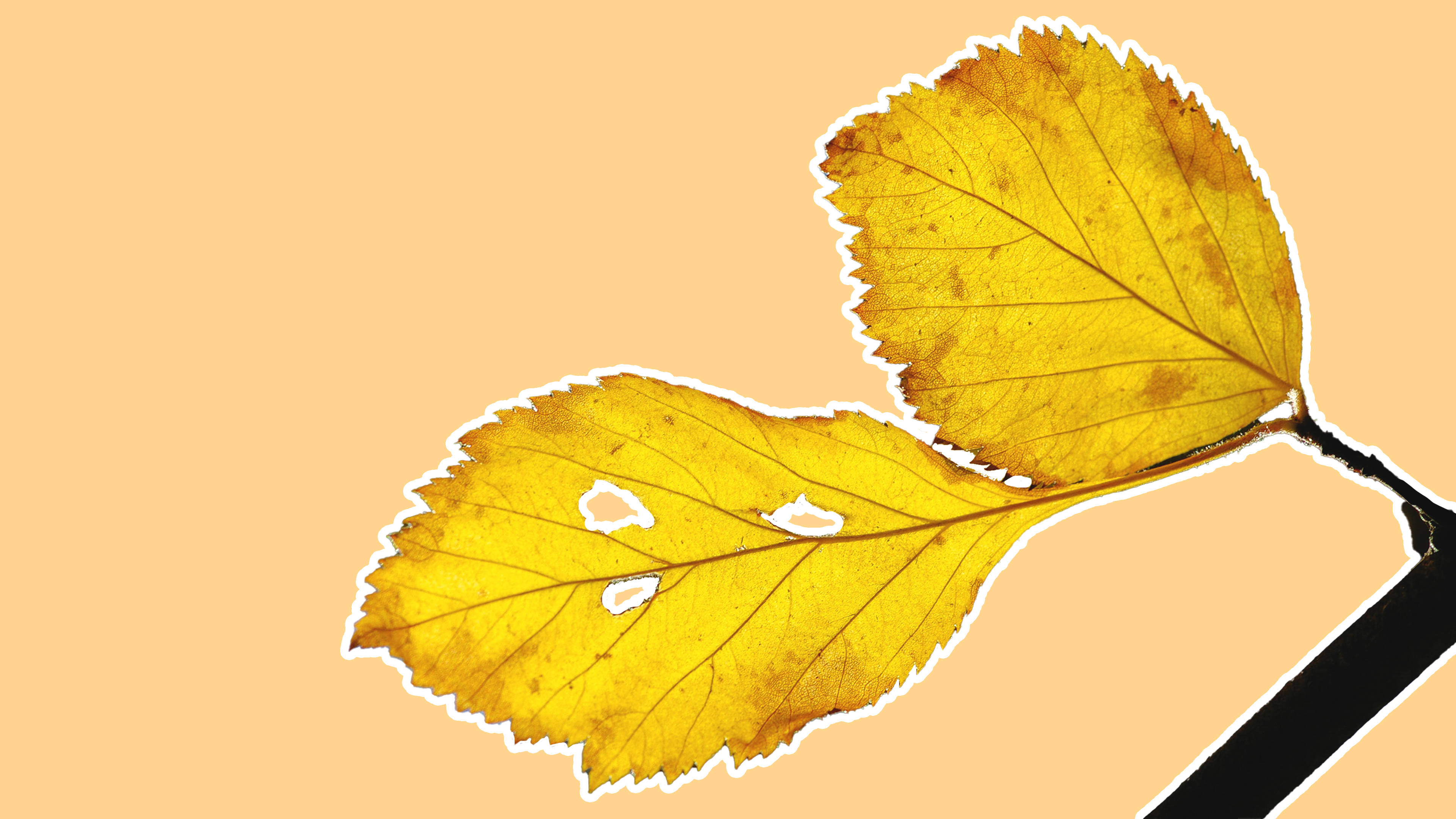 Captivantă reprezentare minimalistă a frunzelor galbene de plante Fundal